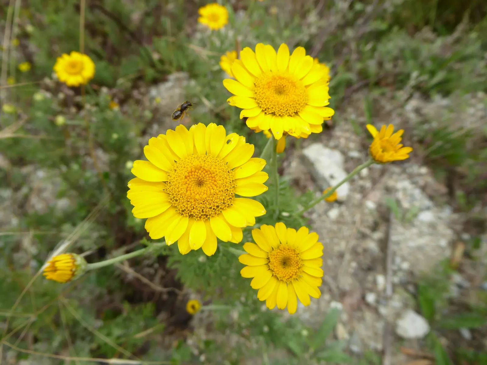 Golden Marguerite (Anthemis Tinctoria) — this species typically reaches a mature height of 18 to 36 inches with a spread of roughly 12 to 24, image 121