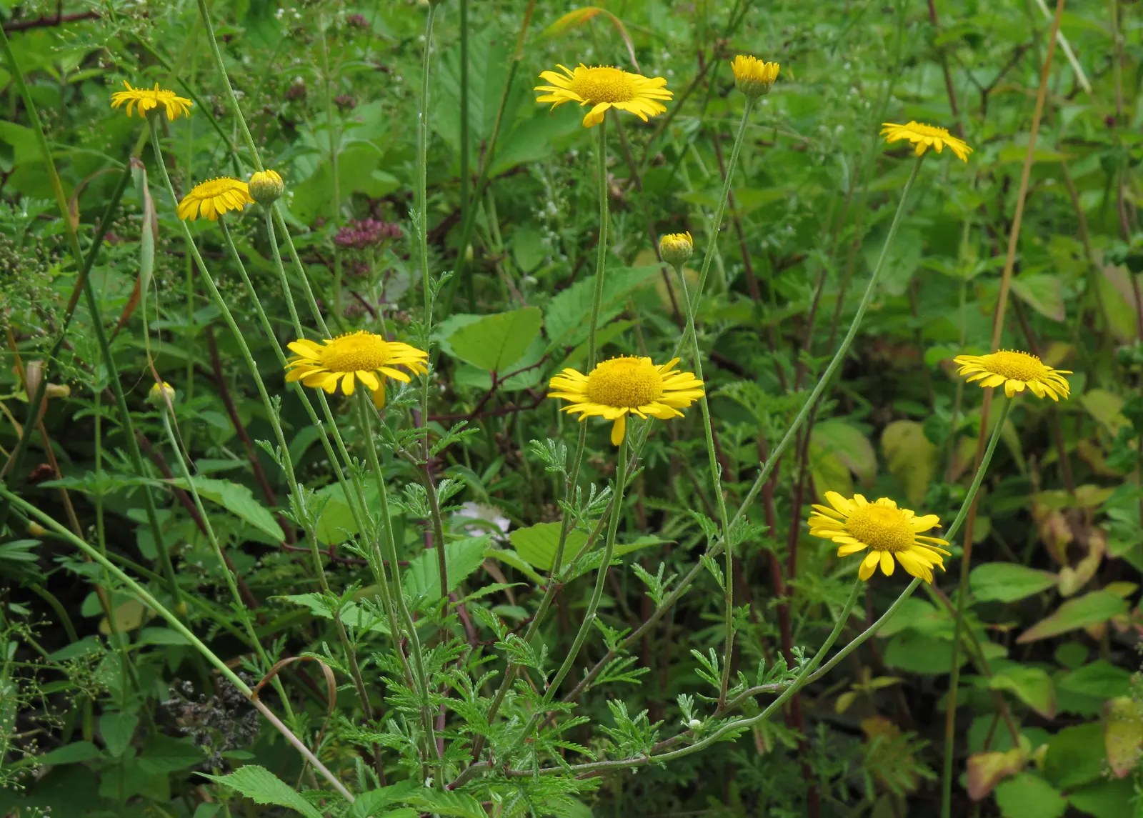Golden Marguerite (Anthemis Tinctoria) — is a vibrant perennial herb famed for its daisy-like floral display; offering a striking contrast when, image 119