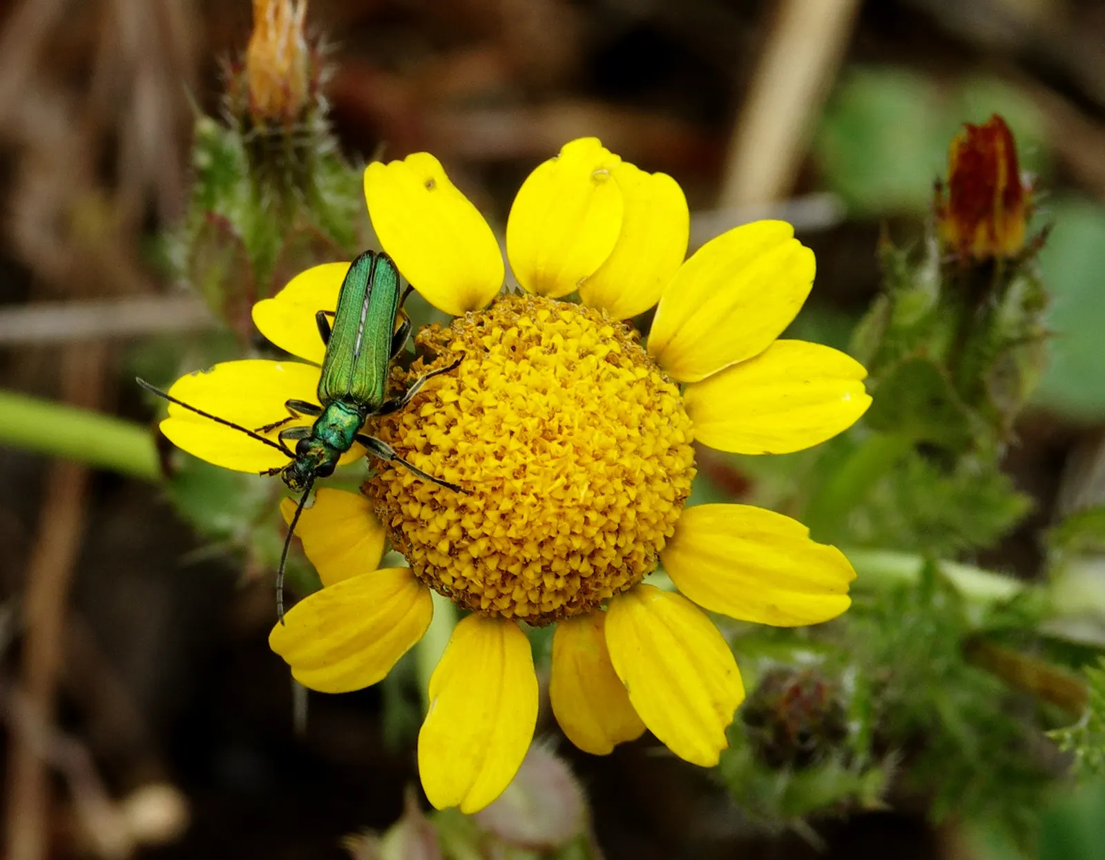 Golden Marguerite (Anthemis Tinctoria) — The golden-yellow blossoms