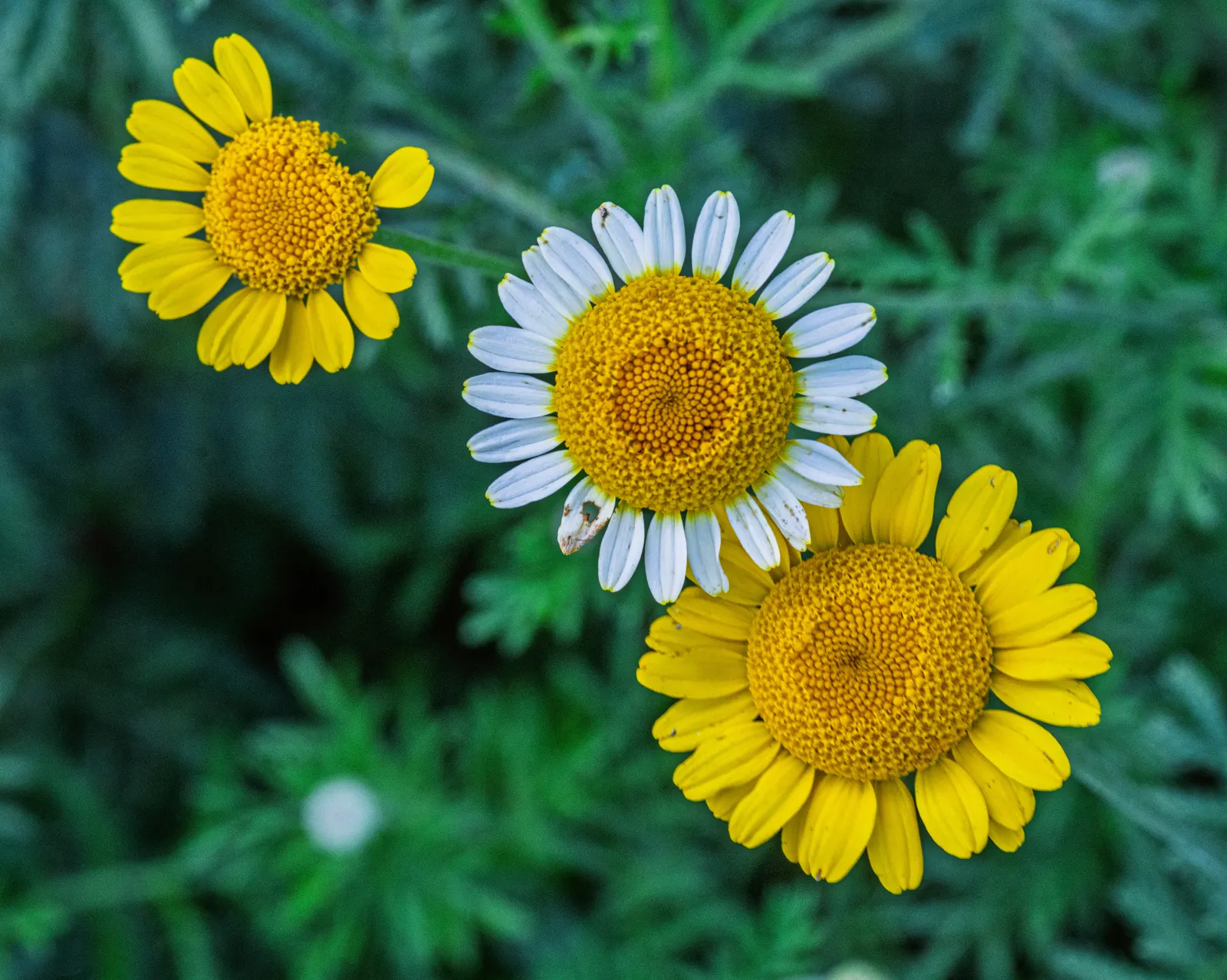 Golden Marguerite (Anthemis Tinctoria) — scientifically known as Anthemis tinctoria; as an invaluable asset to any garden