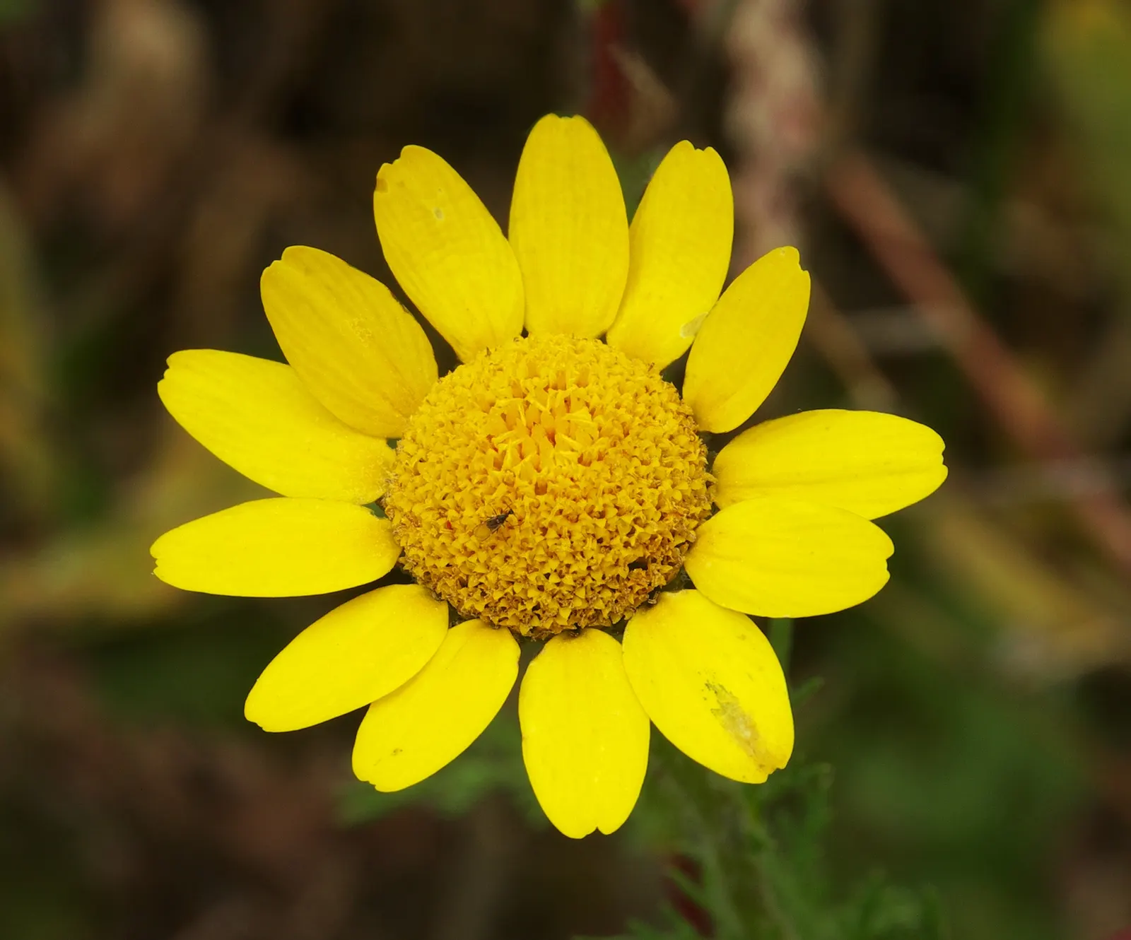 Golden Marguerite (Anthemis Tinctoria) — It prefers well-drained soil of average fertility