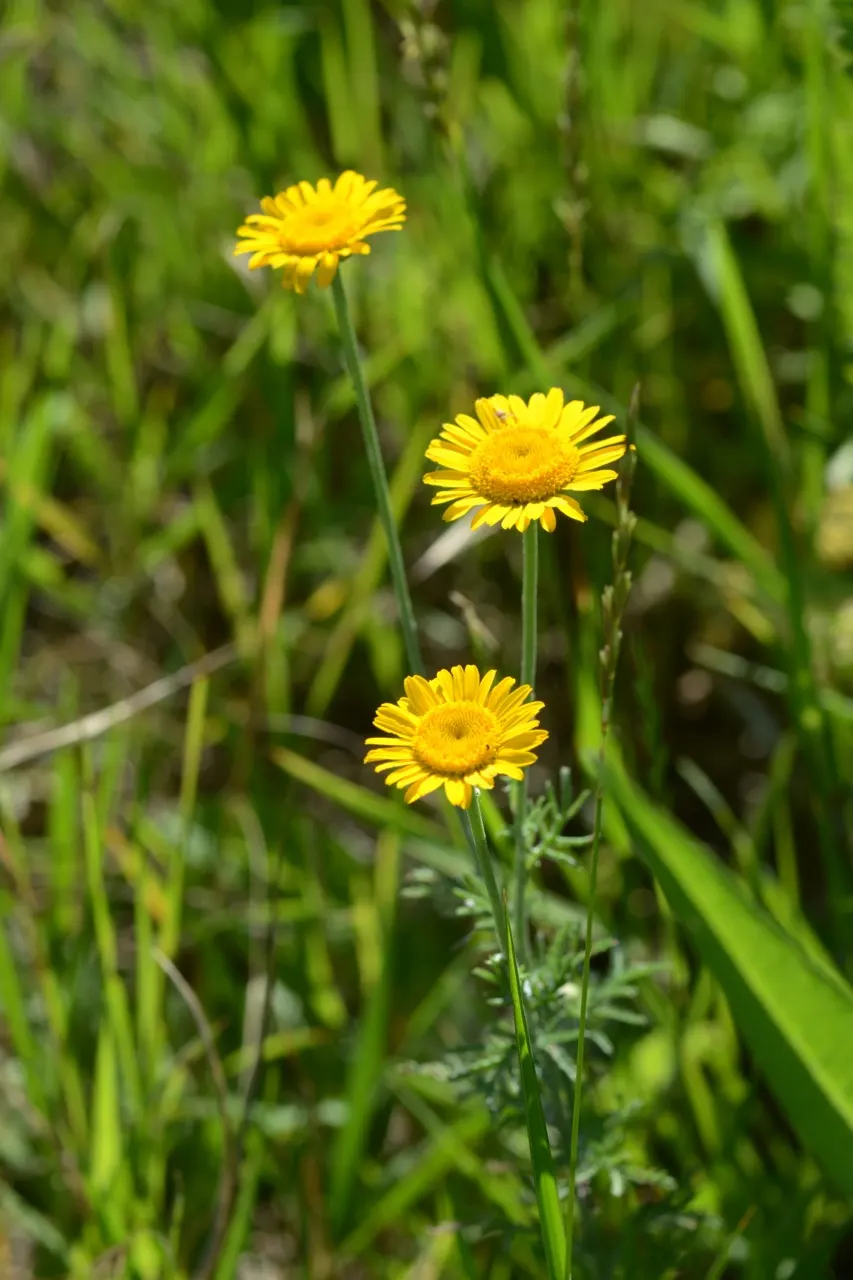 Golden Marguerite (Anthemis Tinctoria) — deadheading is recommended; this species typically reaches a mature height of 18 to 36 inches with a spread of roughly