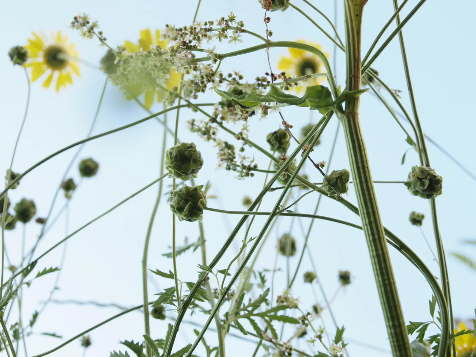 Golden Marguerite (Anthemis Tinctoria) — this species typically reaches a mature height of 18 to 36 inches with a spread of roughly 12 to 24, image 64