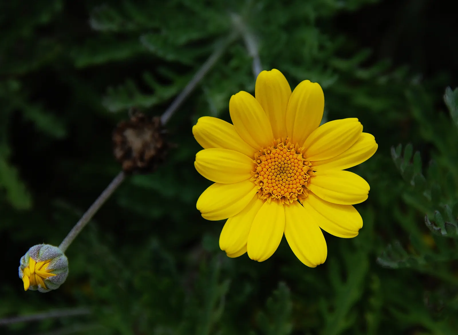 Golden Marguerite (Anthemis Tinctoria) — perennial for full or half; the Golden Marguerite will reward the landscape with a long-lasting display of, image 76