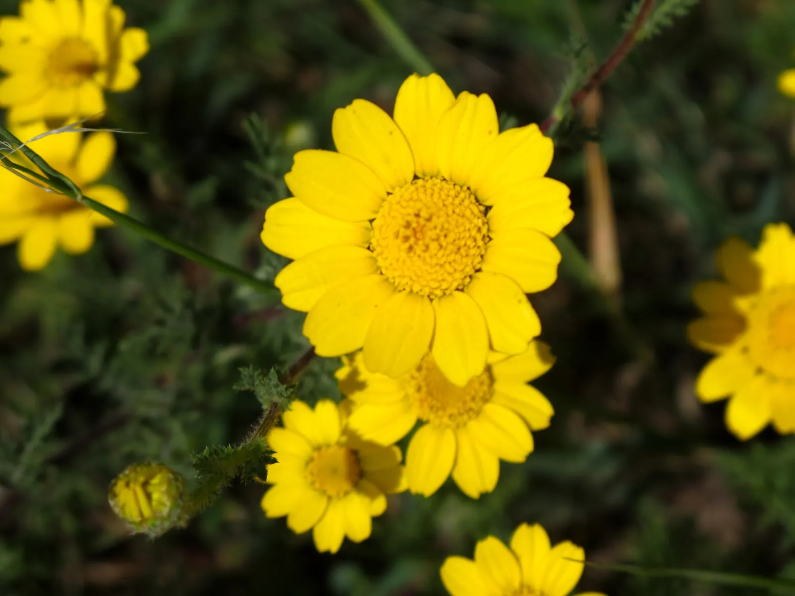 Golden Marguerite (Anthemis Tinctoria) — It prefers well-drained soil of average fertility; yellow flowers in the garden, image 125