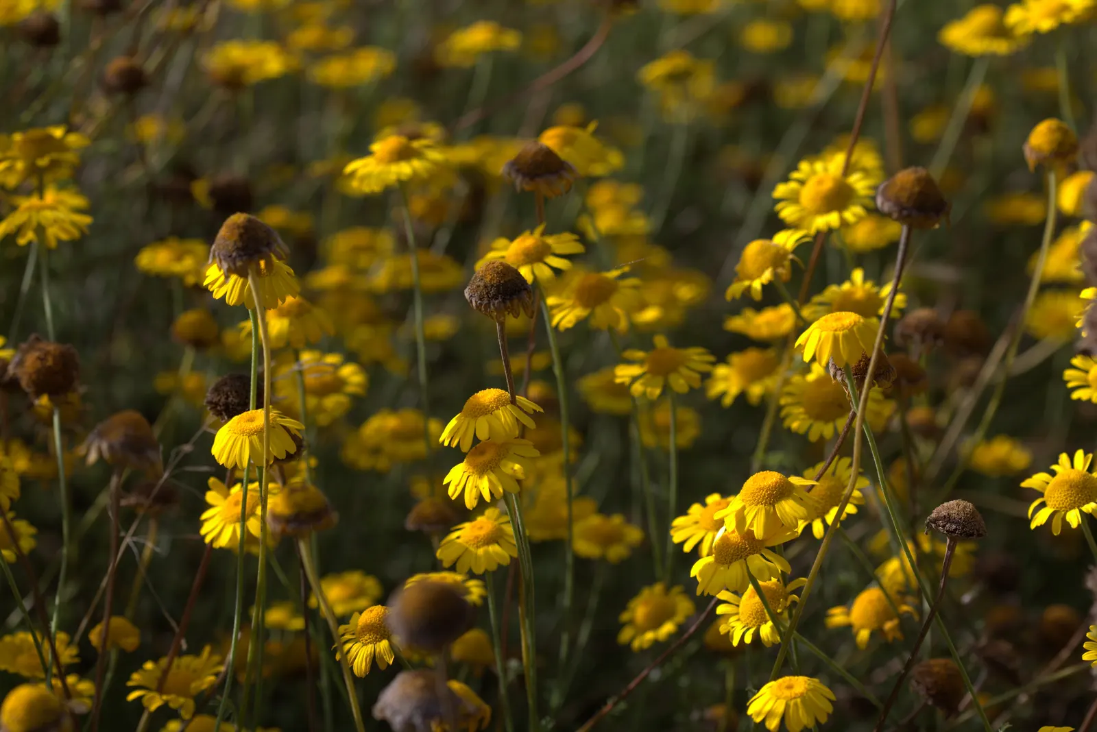 Golden Marguerite (Anthemis Tinctoria) — scientifically known as Anthemis tinctoria