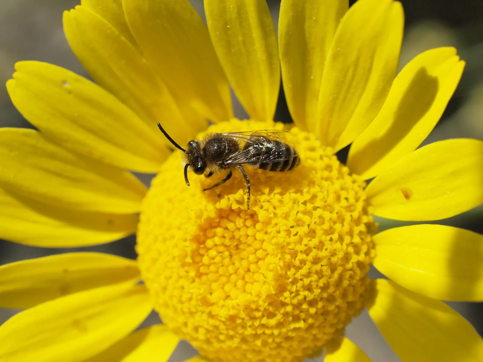 Golden Marguerite (Anthemis Tinctoria) — perennial for full or half; the Golden Marguerite will reward the landscape with a long-lasting display of, image 57