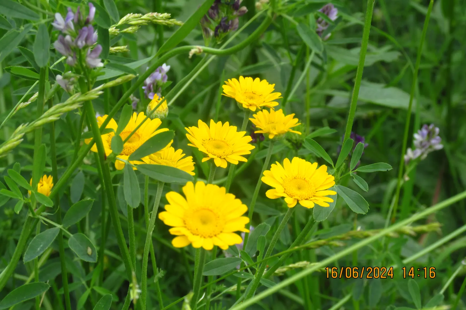 Golden Marguerite (Anthemis Tinctoria) — and while it is relatively drought-tolerant once established; is a vibrant perennial herb famed for its, image 88