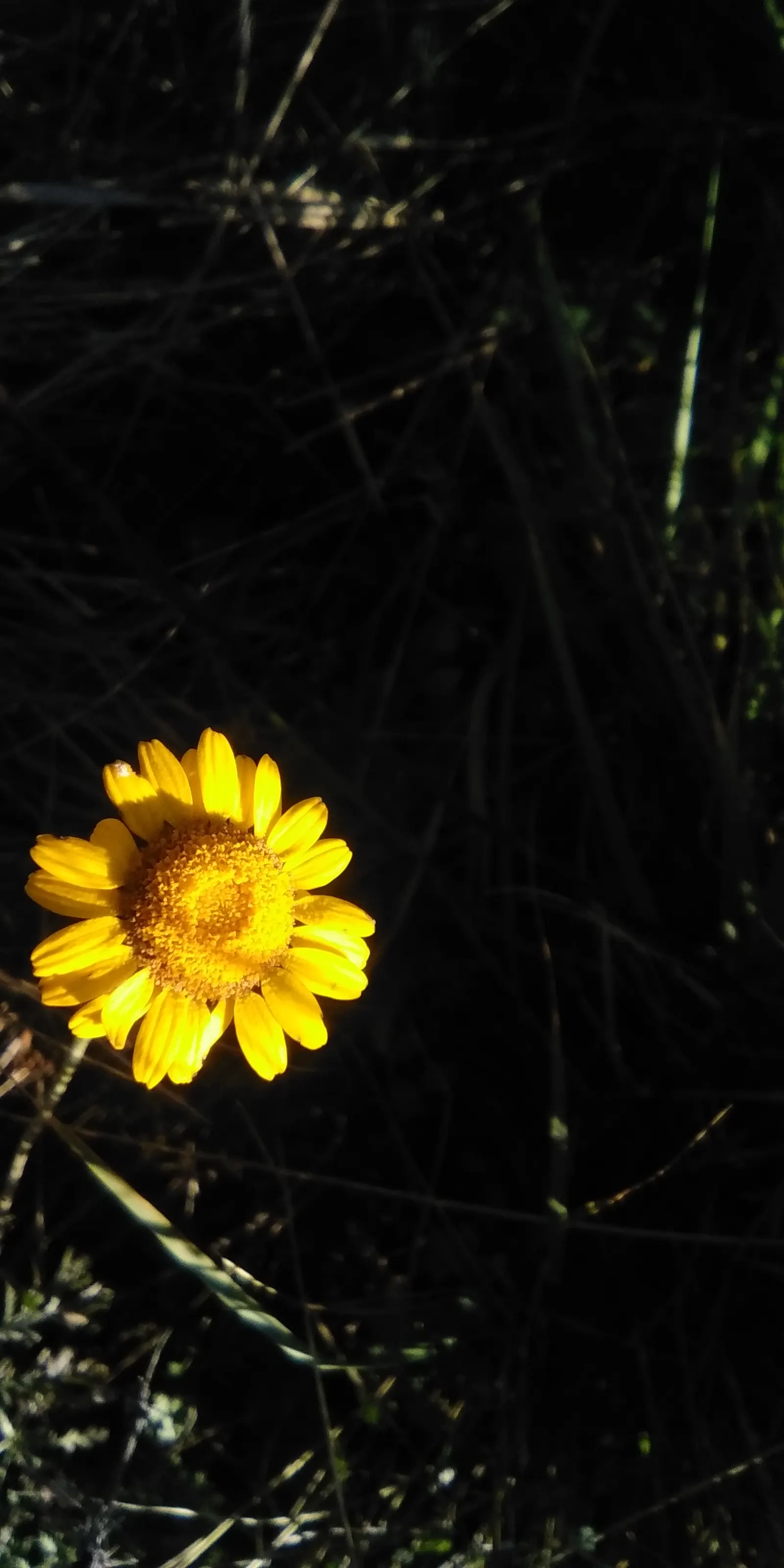 Golden Marguerite (Anthemis Tinctoria) — The golden-yellow blossoms; deadheading is recommended, image 103