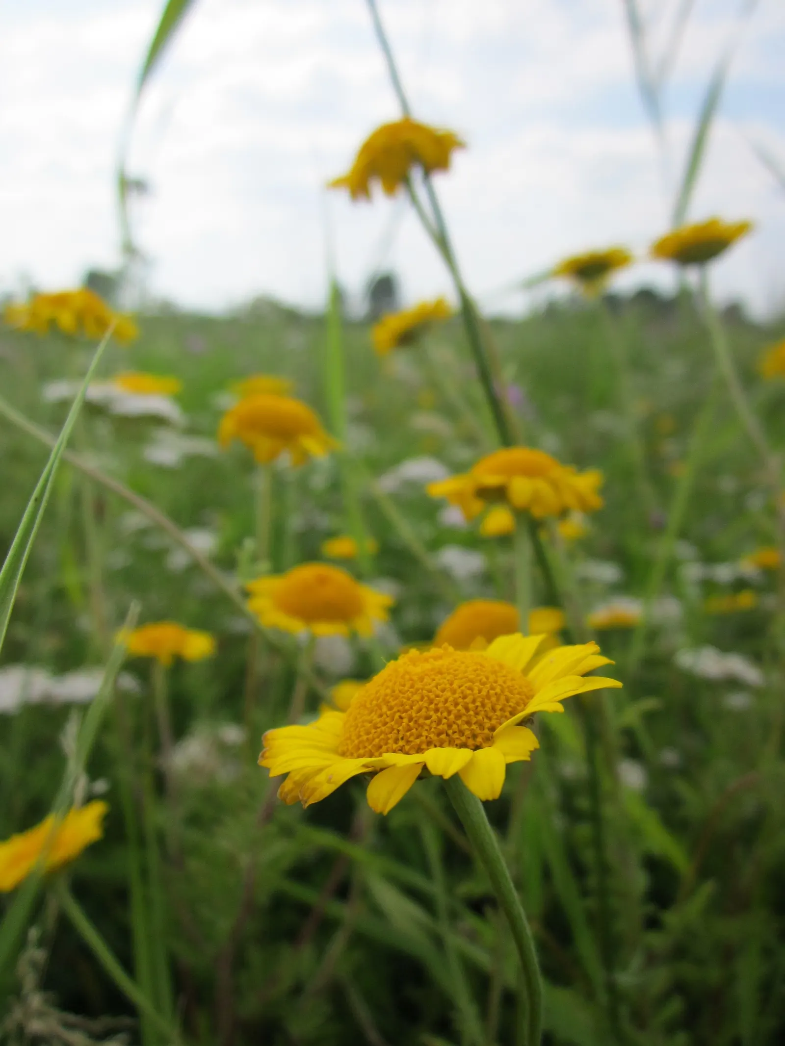 Golden Marguerite (Anthemis Tinctoria) — Thriving in USDA zones 3-7, it flourishes in full sun, reaching a height of 1-2 feet with a similar spread, image 58