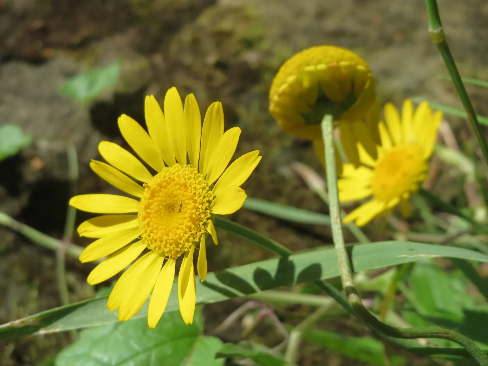 Golden Marguerite (Anthemis Tinctoria) — The golden-yellow blossoms; deadheading is recommended, image 65