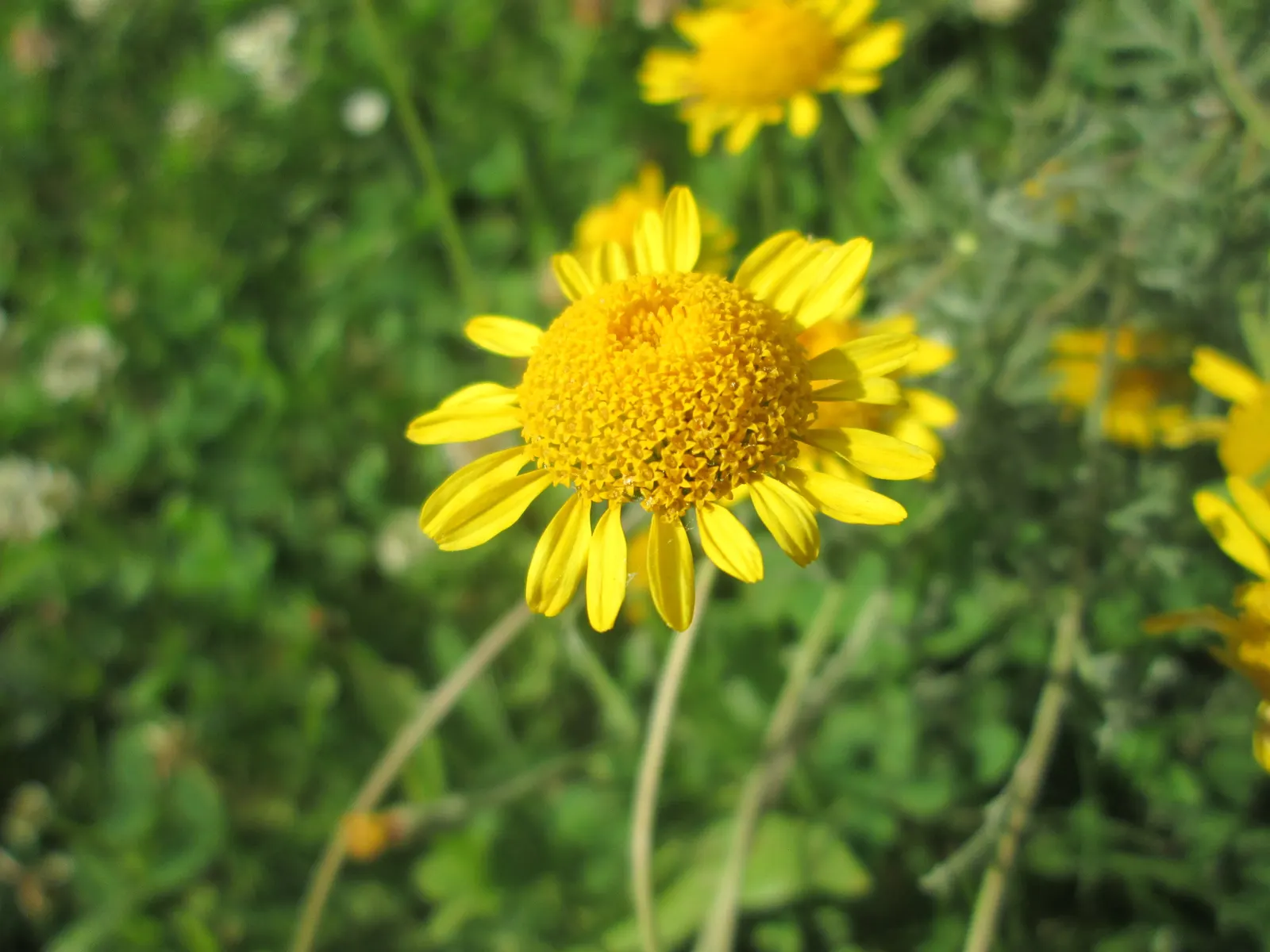 Golden Marguerite (Anthemis Tinctoria) — offering a striking contrast when paired with plants of cooler colors; and while it is relatively, image 89
