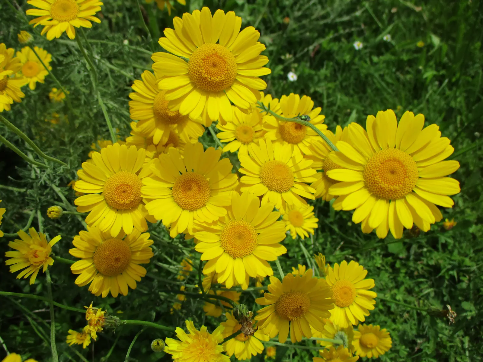 Golden Marguerite (Anthemis Tinctoria) — Drought tolerance and minimal maintenance make it a practical choice for vibrant, hassle-free landscapes, image 79