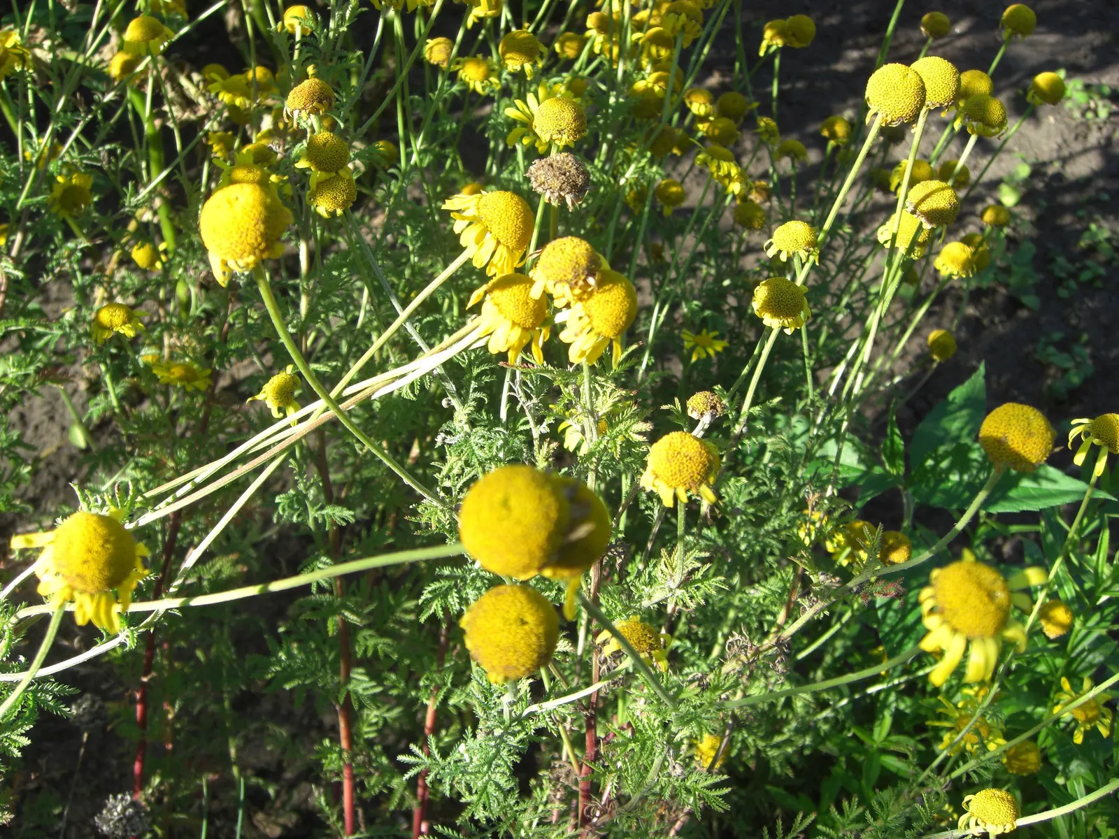 Golden Marguerite (Anthemis Tinctoria) — offering a striking contrast when paired with plants of cooler colors; and while it is relatively, image 108