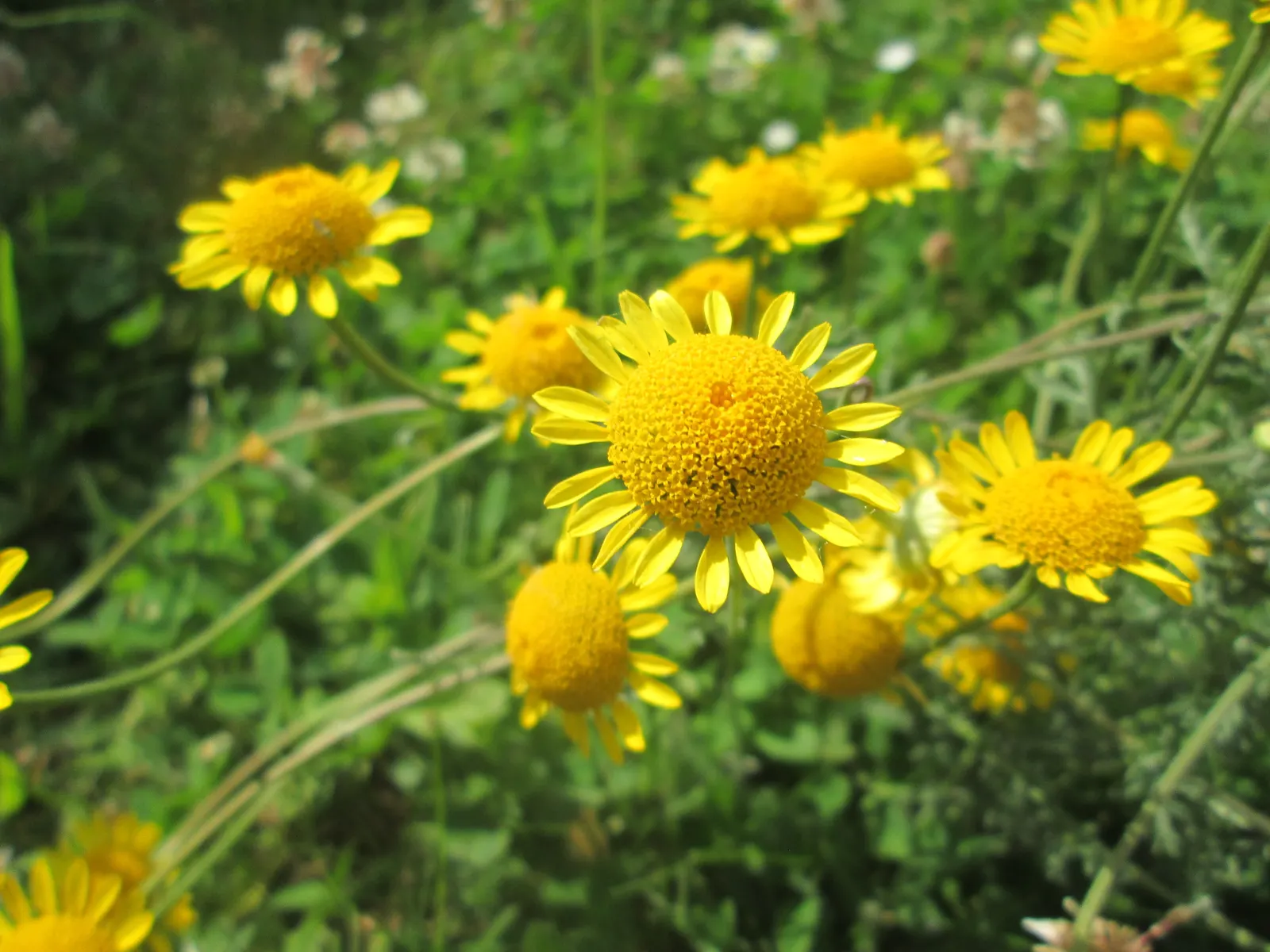 Golden Marguerite (Anthemis Tinctoria) — this species typically reaches a mature height of 18 to 36 inches with a spread of roughly 12 to 24, image 45