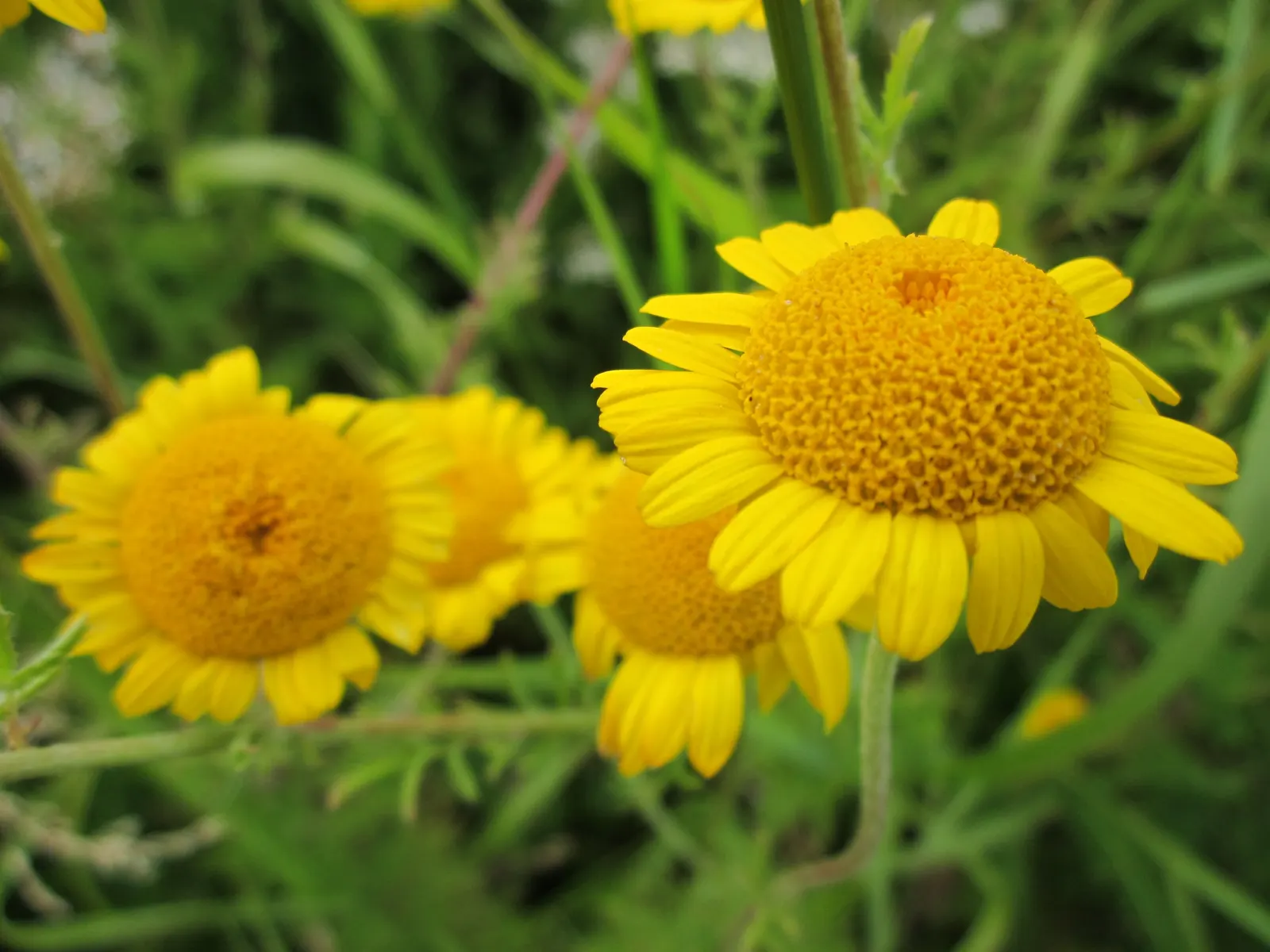 Golden Marguerite (Anthemis Tinctoria) — is a vibrant perennial herb famed for its daisy-like floral display; offering a striking contrast when, image 43