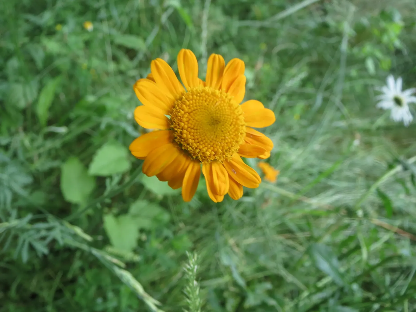 Golden Marguerite (Anthemis Tinctoria) — is a vibrant perennial herb famed for its daisy-like floral display; offering a striking contrast when, image 62