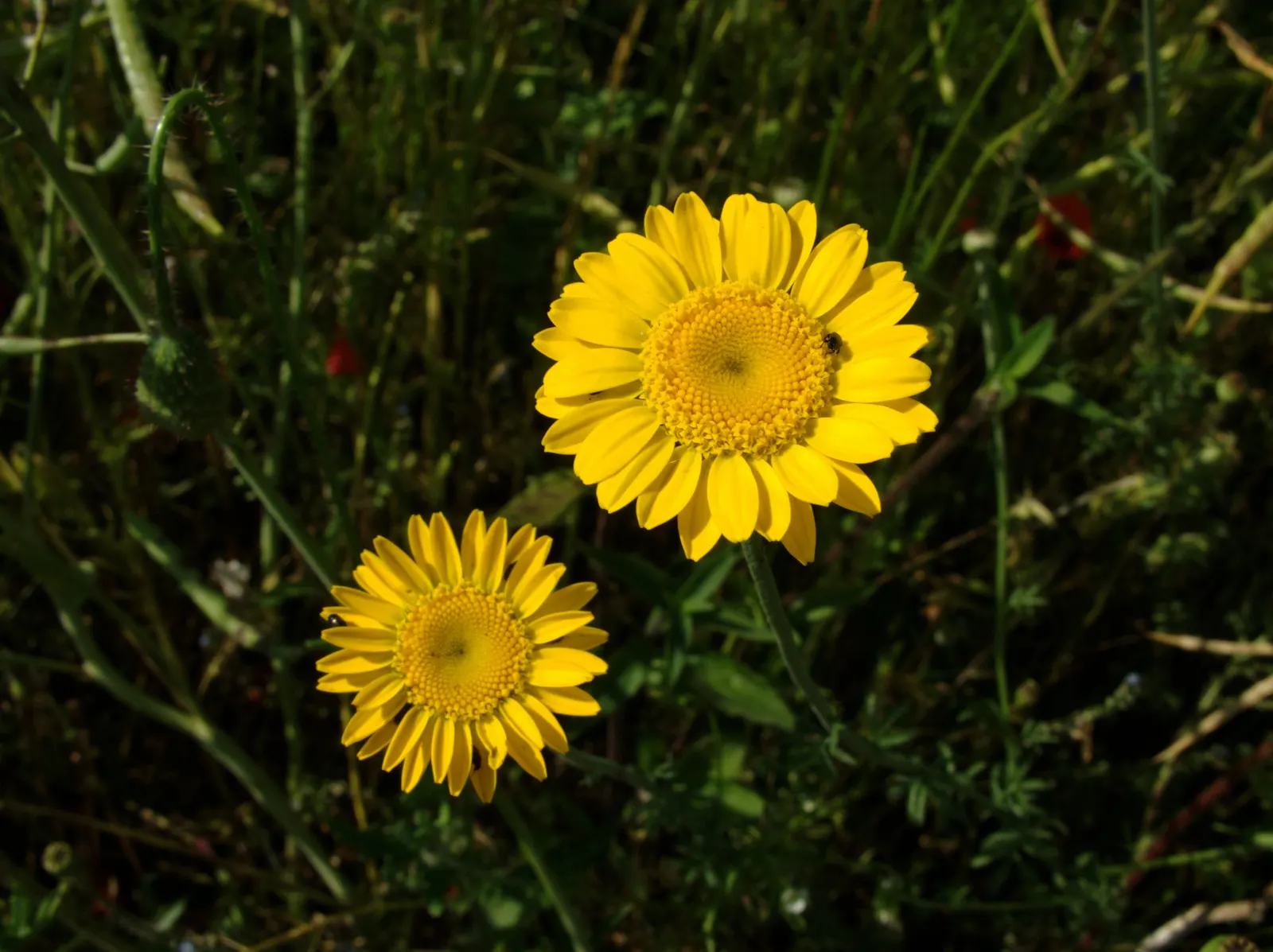 Golden Marguerite (Anthemis Tinctoria) — As an invaluable asset to any garden; thriving in USDA zones 3-7, it flourishes in full sun, reaching a, image 44