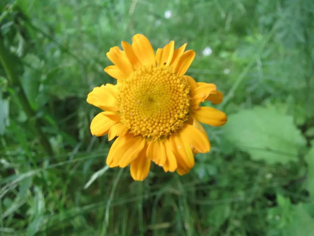 Golden Marguerite (Anthemis Tinctoria) — Ideal for borders, its flowering season spans from early summer to fall; it prefers well-drained soil of, image 78