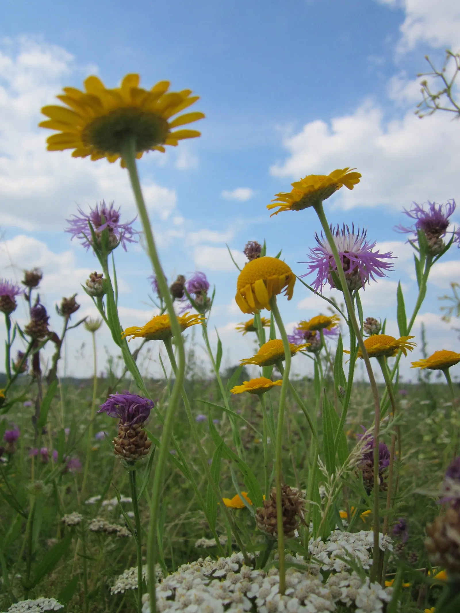 Golden Marguerite (Anthemis Tinctoria) — this species typically reaches a mature height of 18 to 36 inches with a spread of roughly 12 to 24, image 83