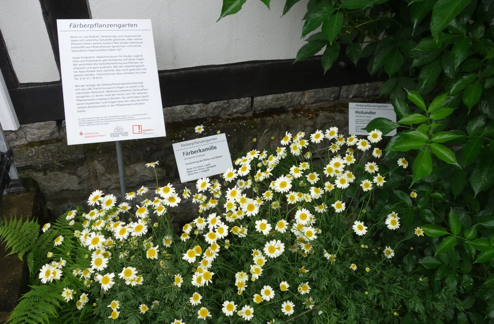 Golden Marguerite (Anthemis Tinctoria) — yellow flowers in the garden