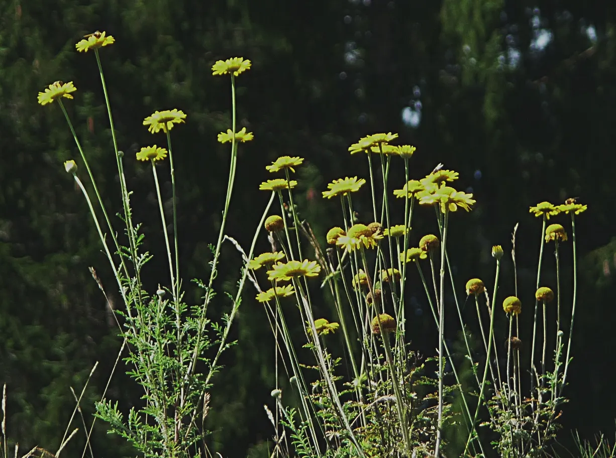 Golden Marguerite (Anthemis Tinctoria) — and while it is relatively drought-tolerant once established; is a vibrant perennial herb famed for its, image 126