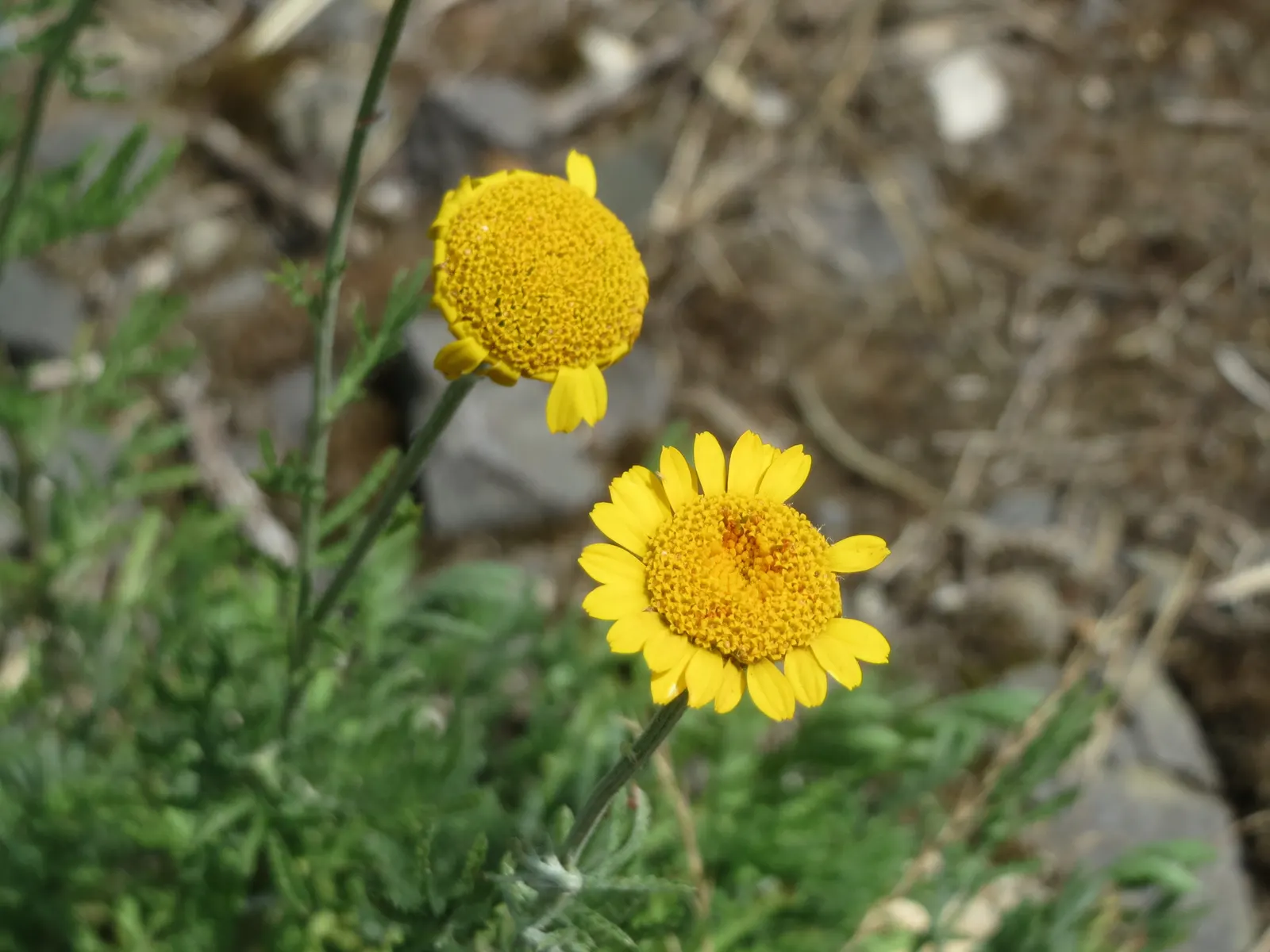 Golden Marguerite (Anthemis Tinctoria) — It prefers well-drained soil of average fertility; yellow flowers in the garden, image 87