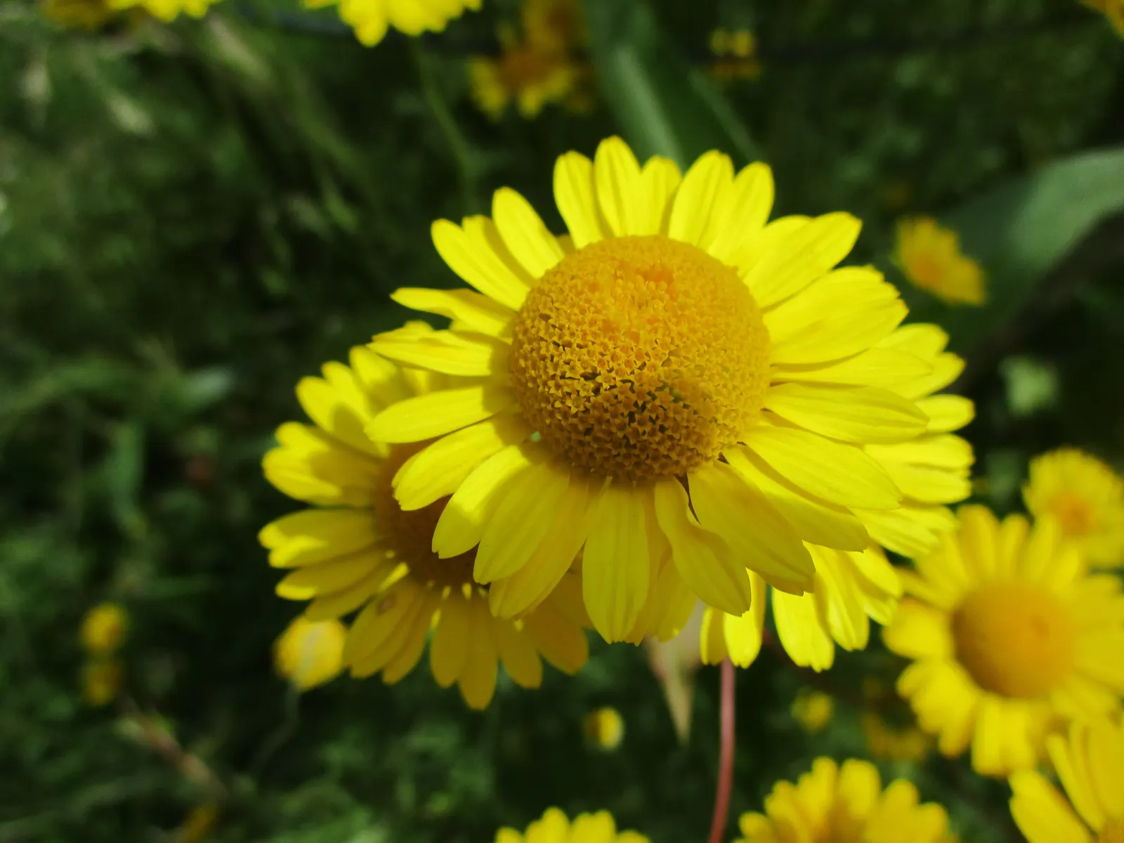Golden Marguerite (Anthemis Tinctoria) — As an invaluable asset to any garden