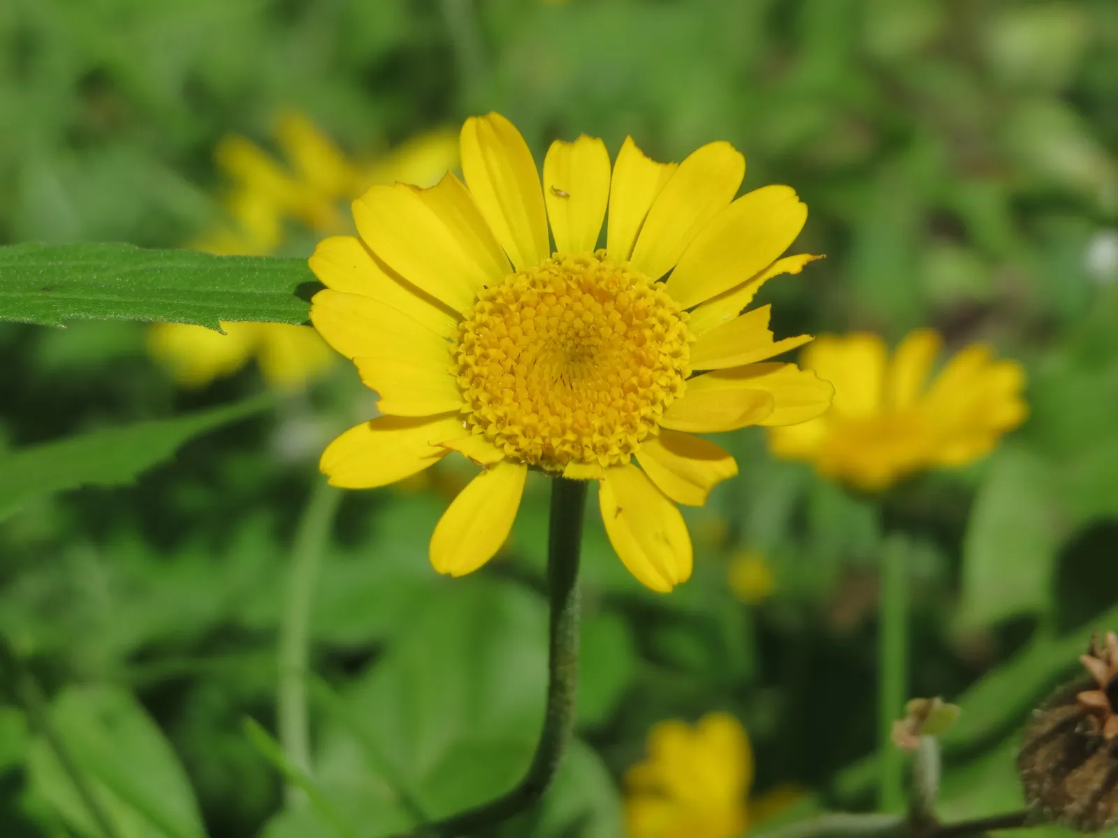 Golden Marguerite (Anthemis Tinctoria) — scientifically known as Anthemis tinctoria; as an invaluable asset to any garden, image 99