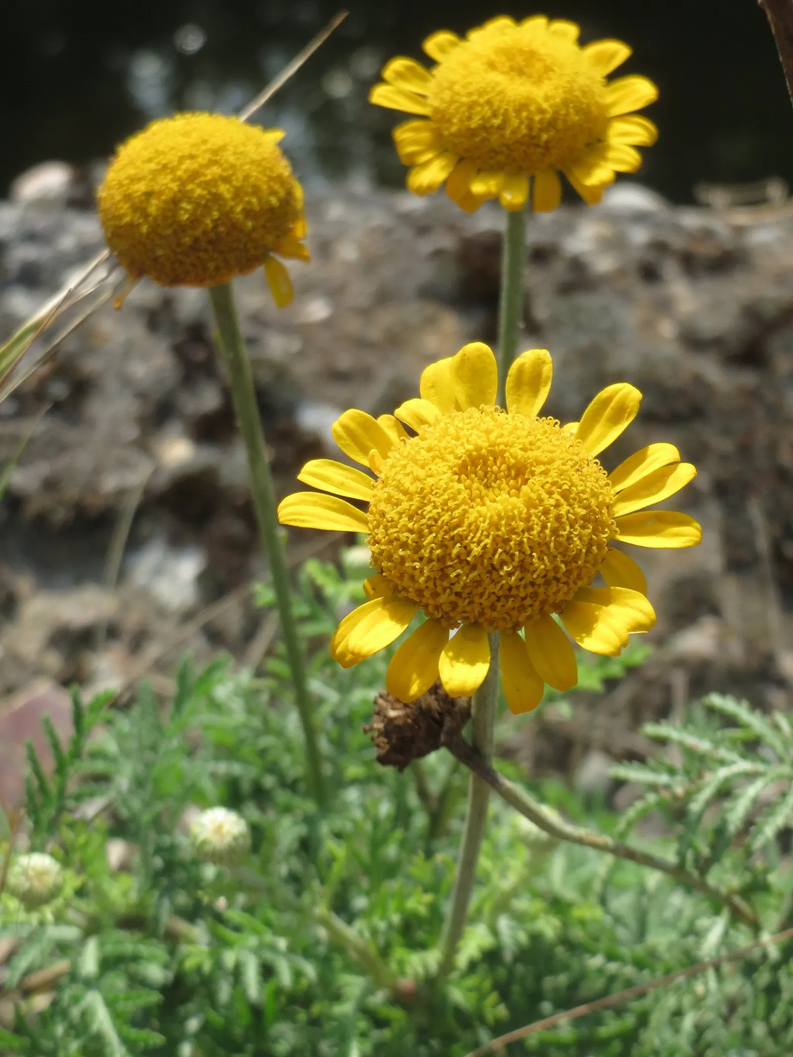 Golden Marguerite (Anthemis Tinctoria) — Thriving in USDA zones 3-7, it flourishes in full sun, reaching a height of 1-2 feet with a similar spread, image 20