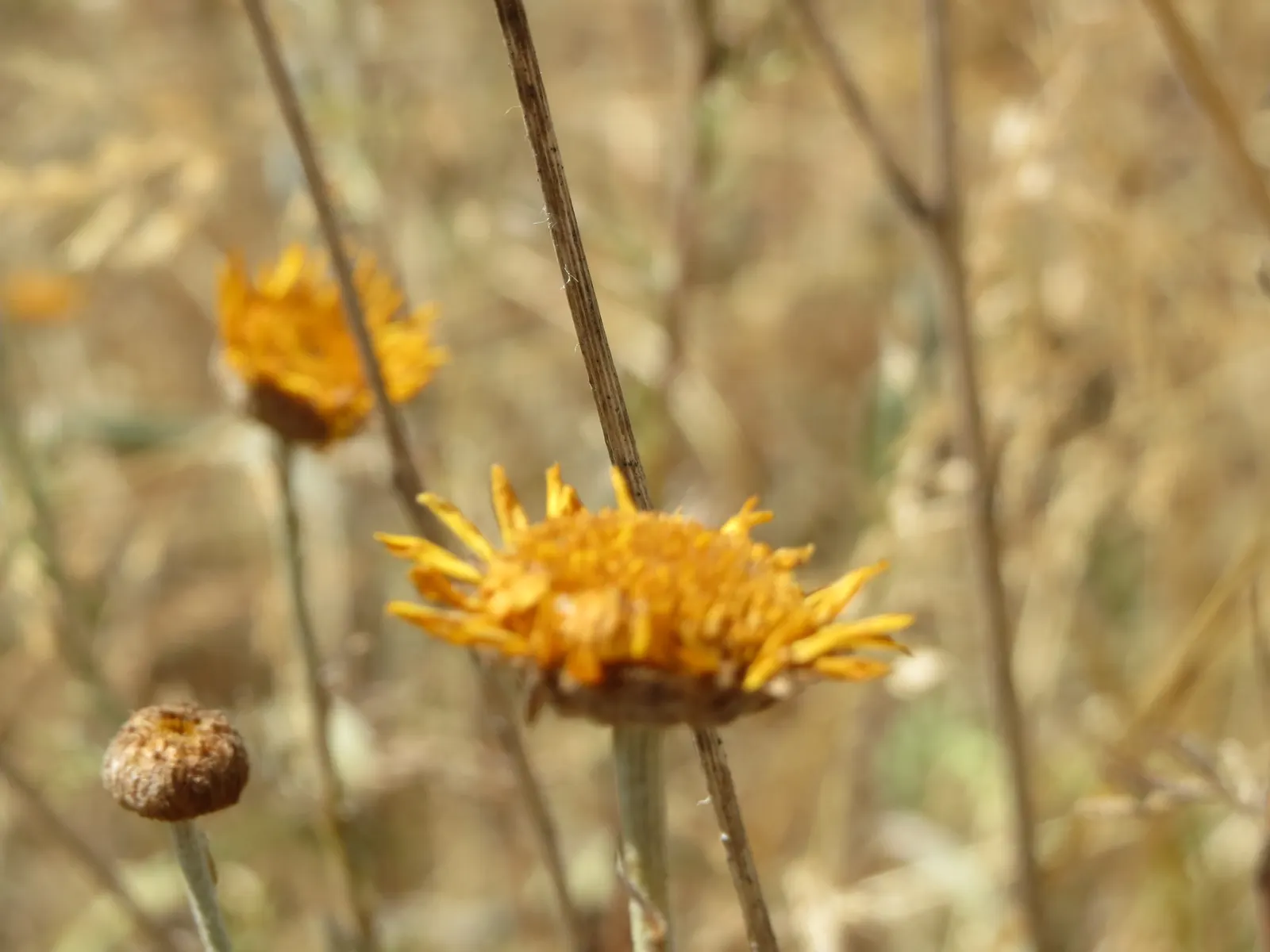 Golden Marguerite (Anthemis Tinctoria) — As an invaluable asset to any garden; thriving in USDA zones 3-7, it flourishes in full sun, reaching a height of 1-2