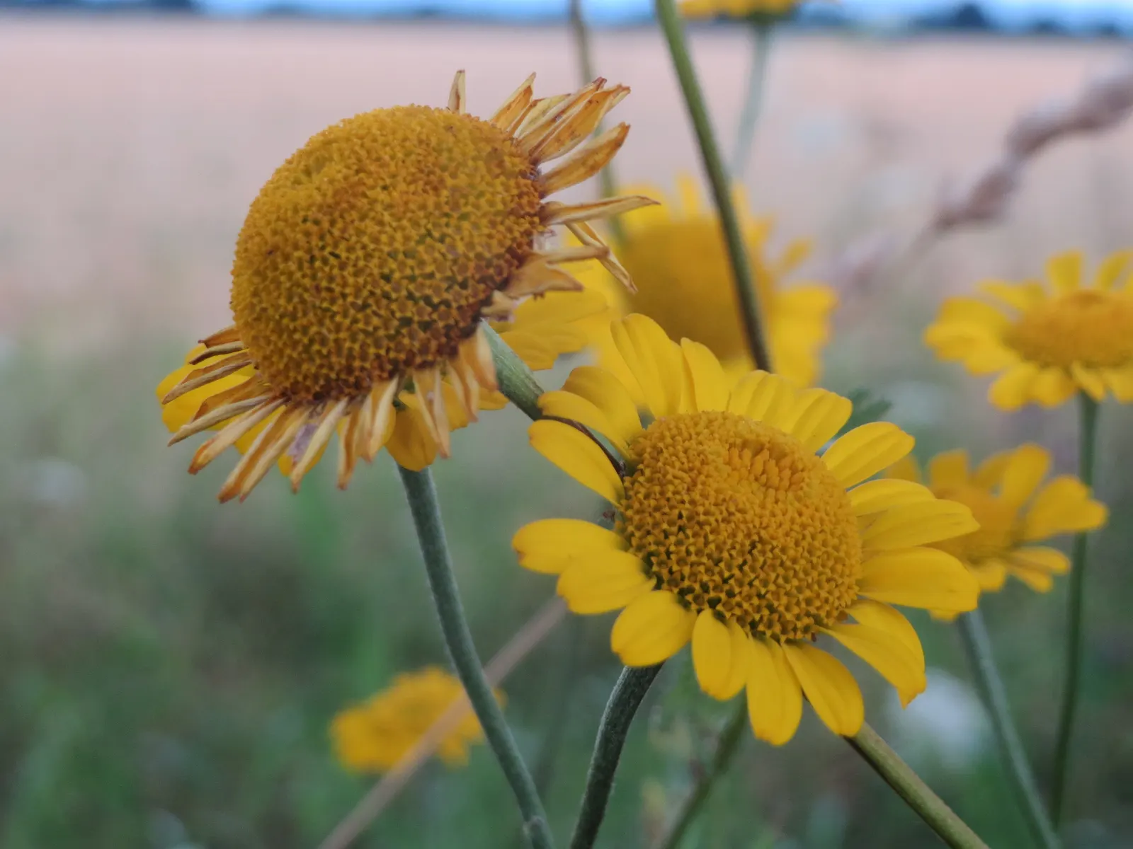 Golden Marguerite (Anthemis Tinctoria) — perennial with yellow blooms; approximately 1 to 2 inches in diameter, image 132
