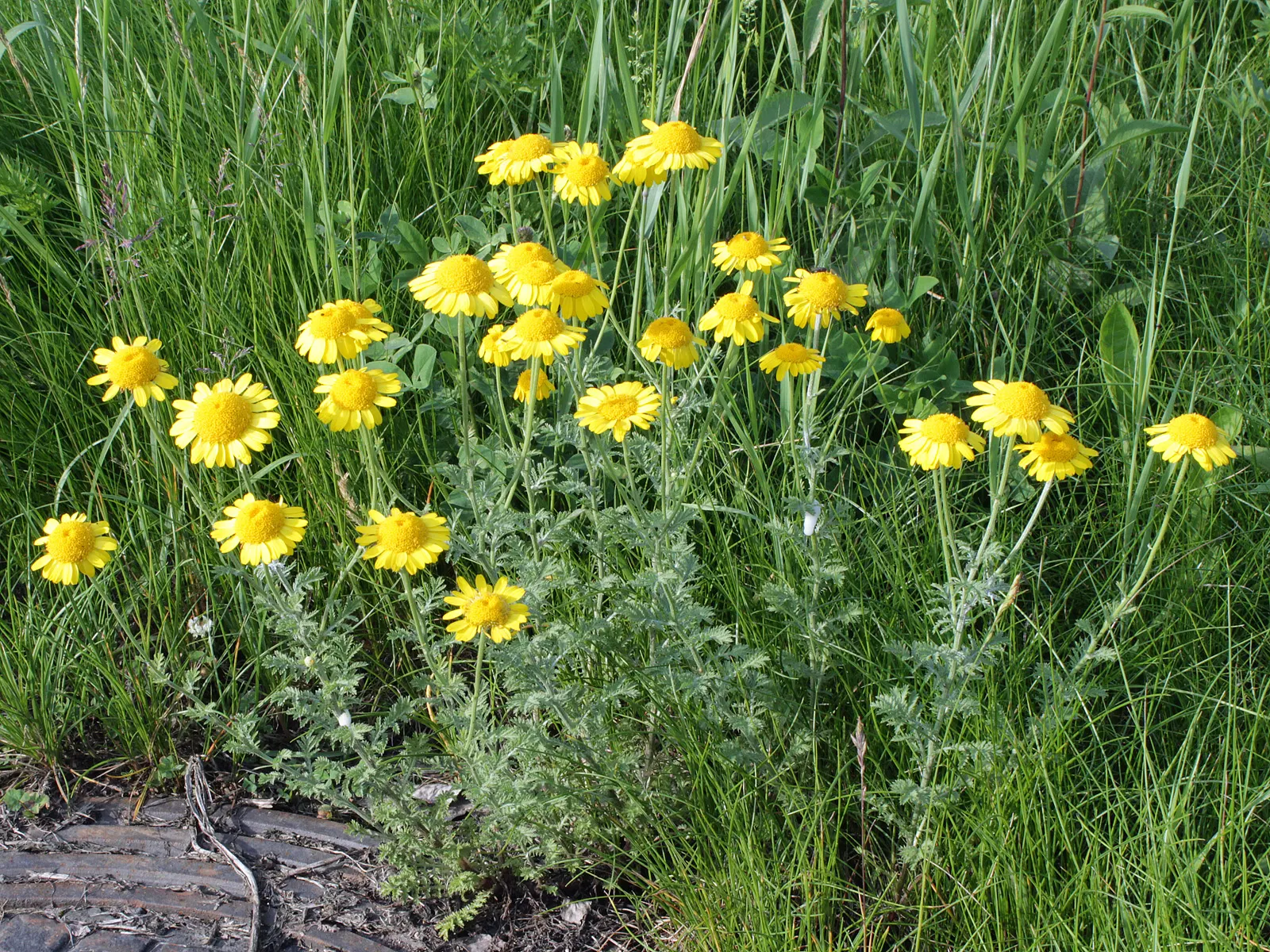 Golden Marguerite (Anthemis Tinctoria) — Ideal for borders, its flowering season spans from early summer to fall