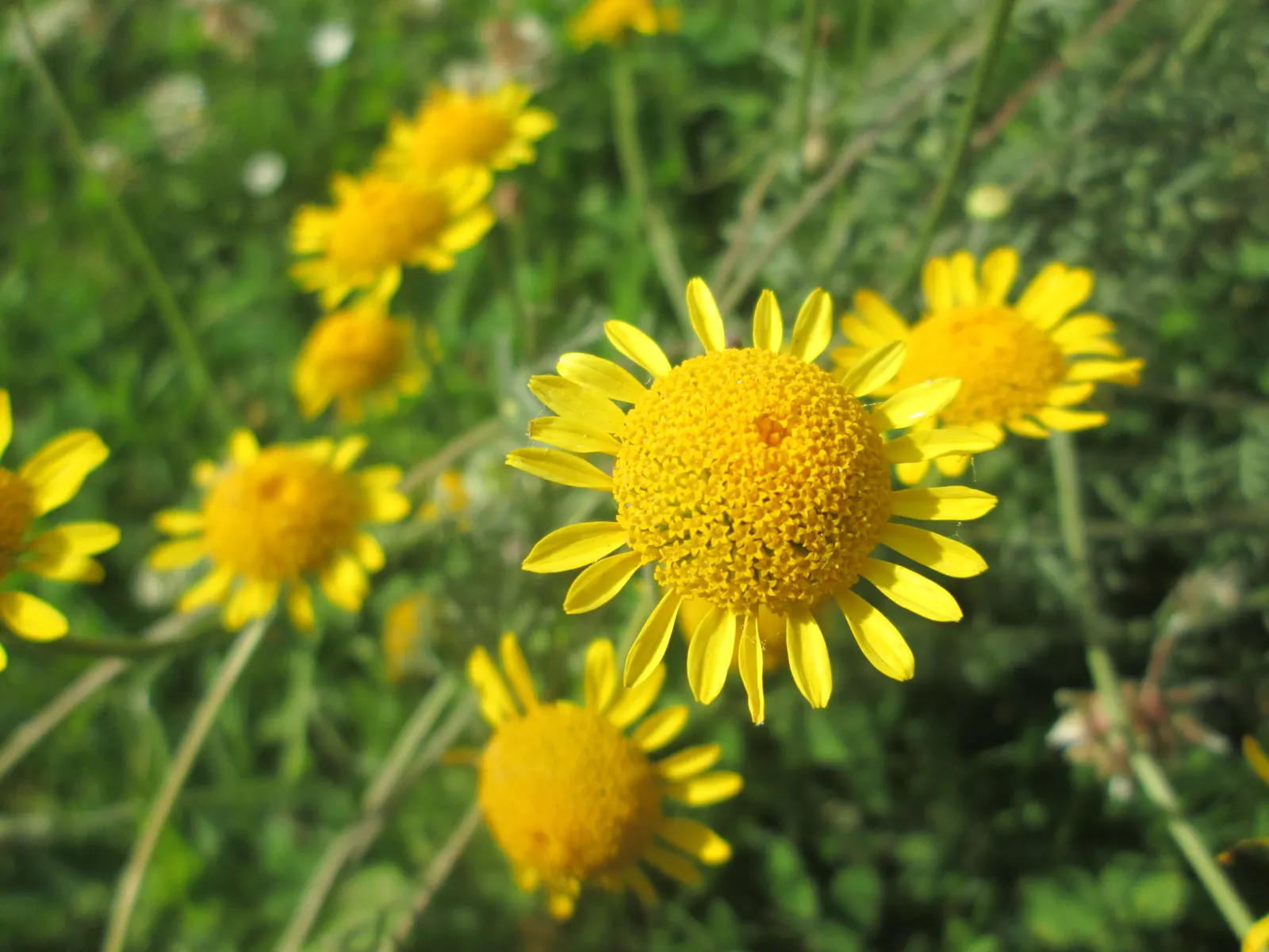 Golden Marguerite (Anthemis Tinctoria) — approximately 1 to 2 inches in diameter