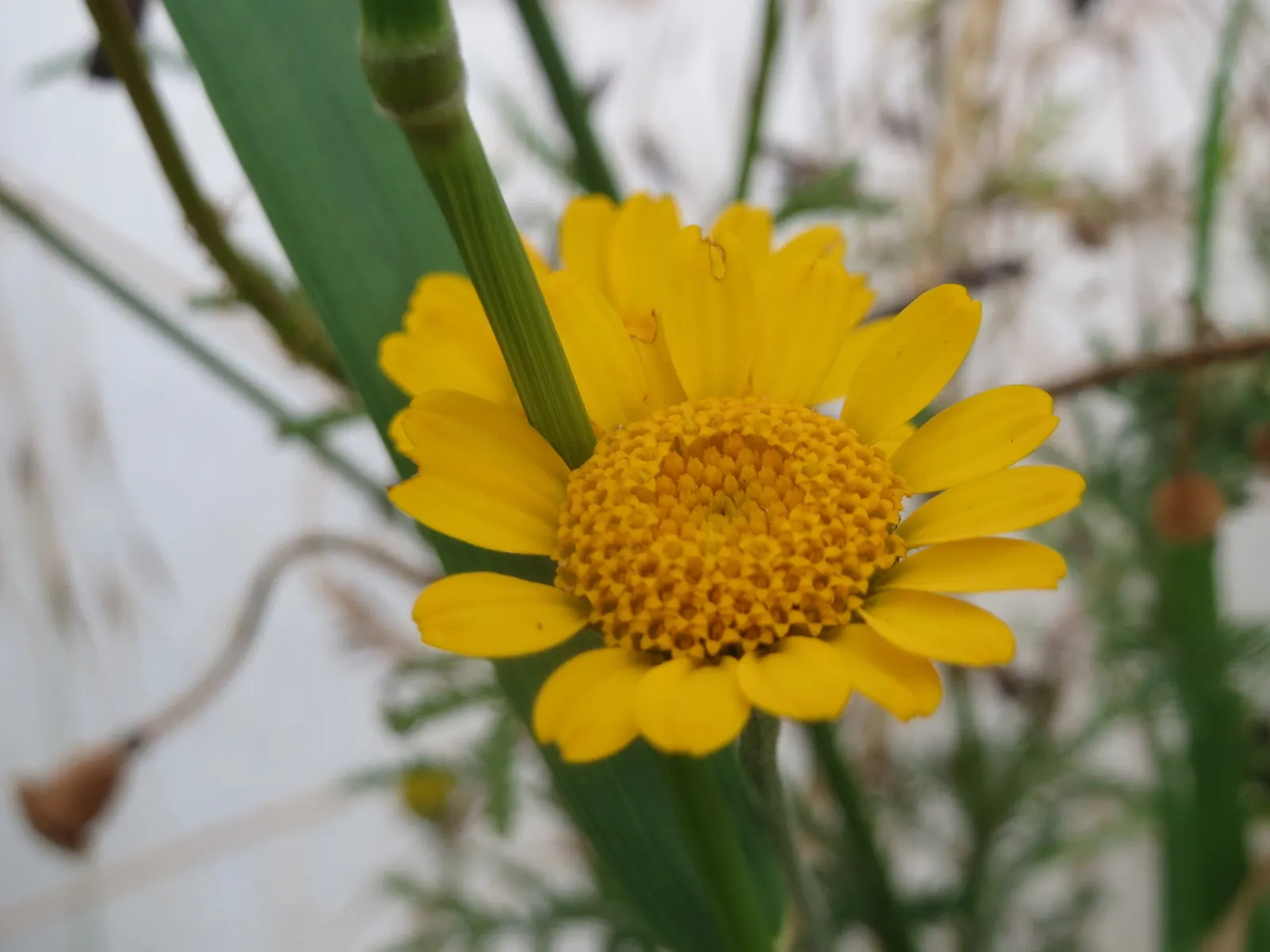 Golden Marguerite (Anthemis Tinctoria) — approximately 1 to 2 inches in diameter; drought tolerance and minimal maintenance make it a practical, image 66
