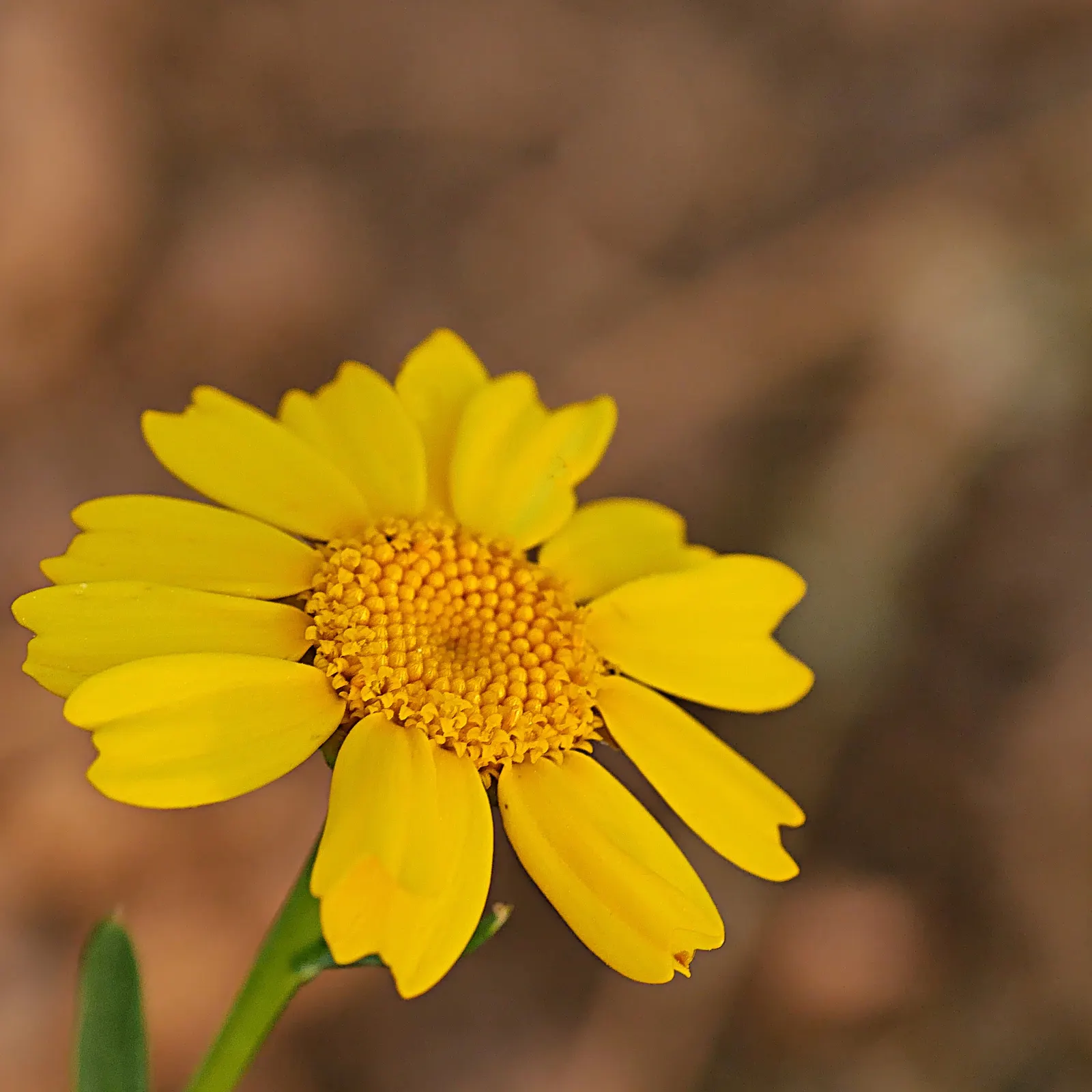 Golden Marguerite (Anthemis Tinctoria) — Drought tolerance and minimal maintenance make it a practical choice for vibrant, hassle-free landscapes