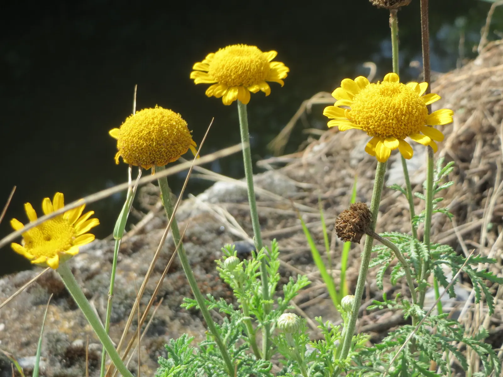 Golden Marguerite (Anthemis Tinctoria) — deadheading is recommended; this species typically reaches a mature height of 18 to 36 inches with a, image 110