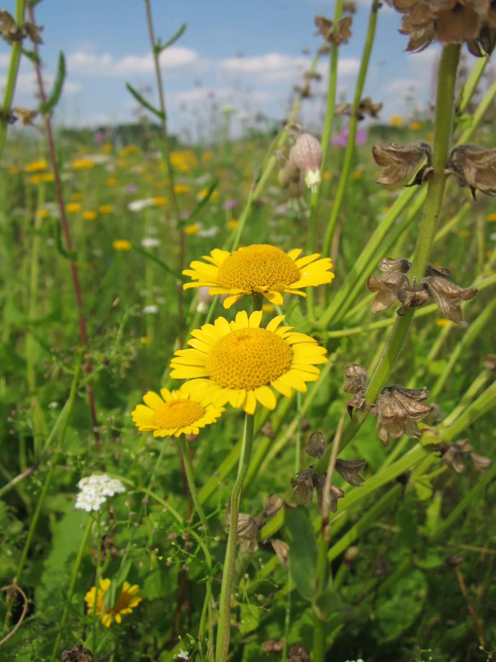 Golden Marguerite (Anthemis Tinctoria) — this species typically reaches a mature height of 18 to 36 inches with a spread of roughly 12 to 24 inches