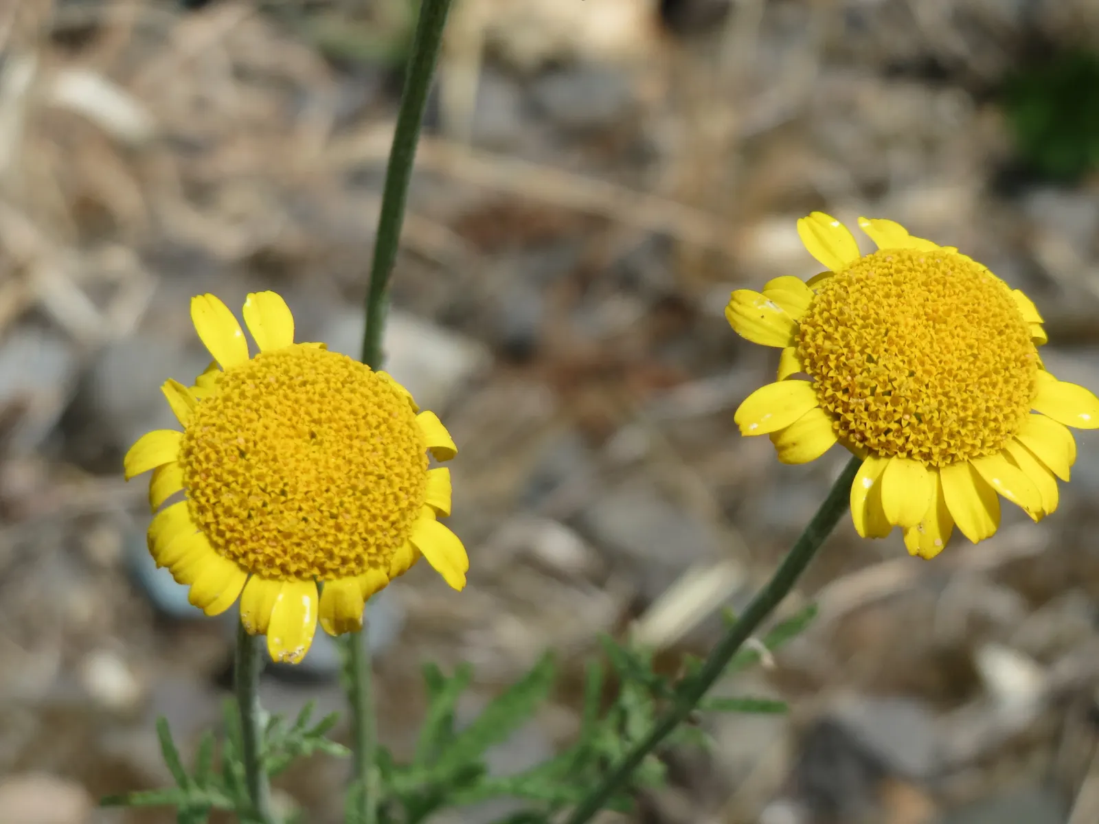 Golden Marguerite (Anthemis Tinctoria) — As an invaluable asset to any garden; thriving in USDA zones 3-7, it flourishes in full sun, reaching a, image 120