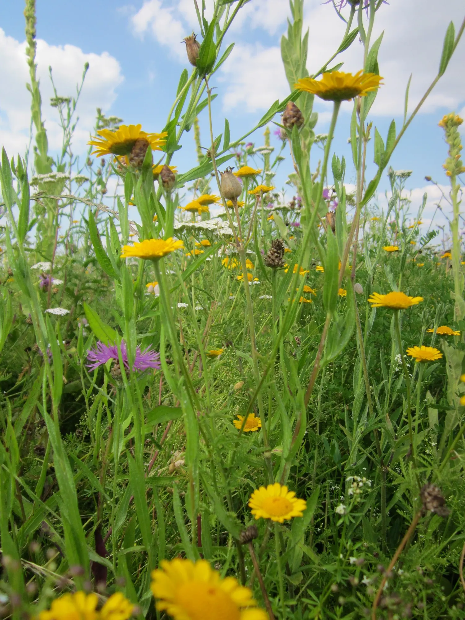 Golden Marguerite (Anthemis Tinctoria) — Thriving in USDA zones 3-7, it flourishes in full sun, reaching a height of 1-2 feet with a similar spread, image 134