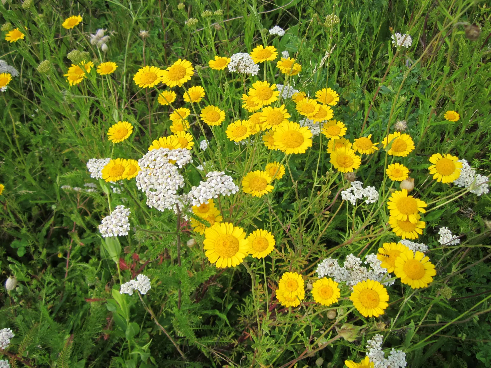 Golden Marguerite (Anthemis Tinctoria) — is a vibrant perennial herb famed for its daisy-like floral display; offering a striking contrast when paired with