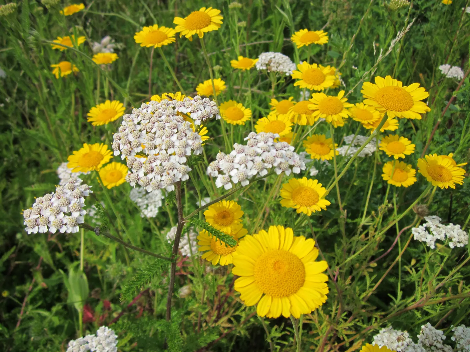 Golden Marguerite (Anthemis Tinctoria) — yellow flowers in the garden; ideal for borders, its flowering season spans from early summer to fall, image 93