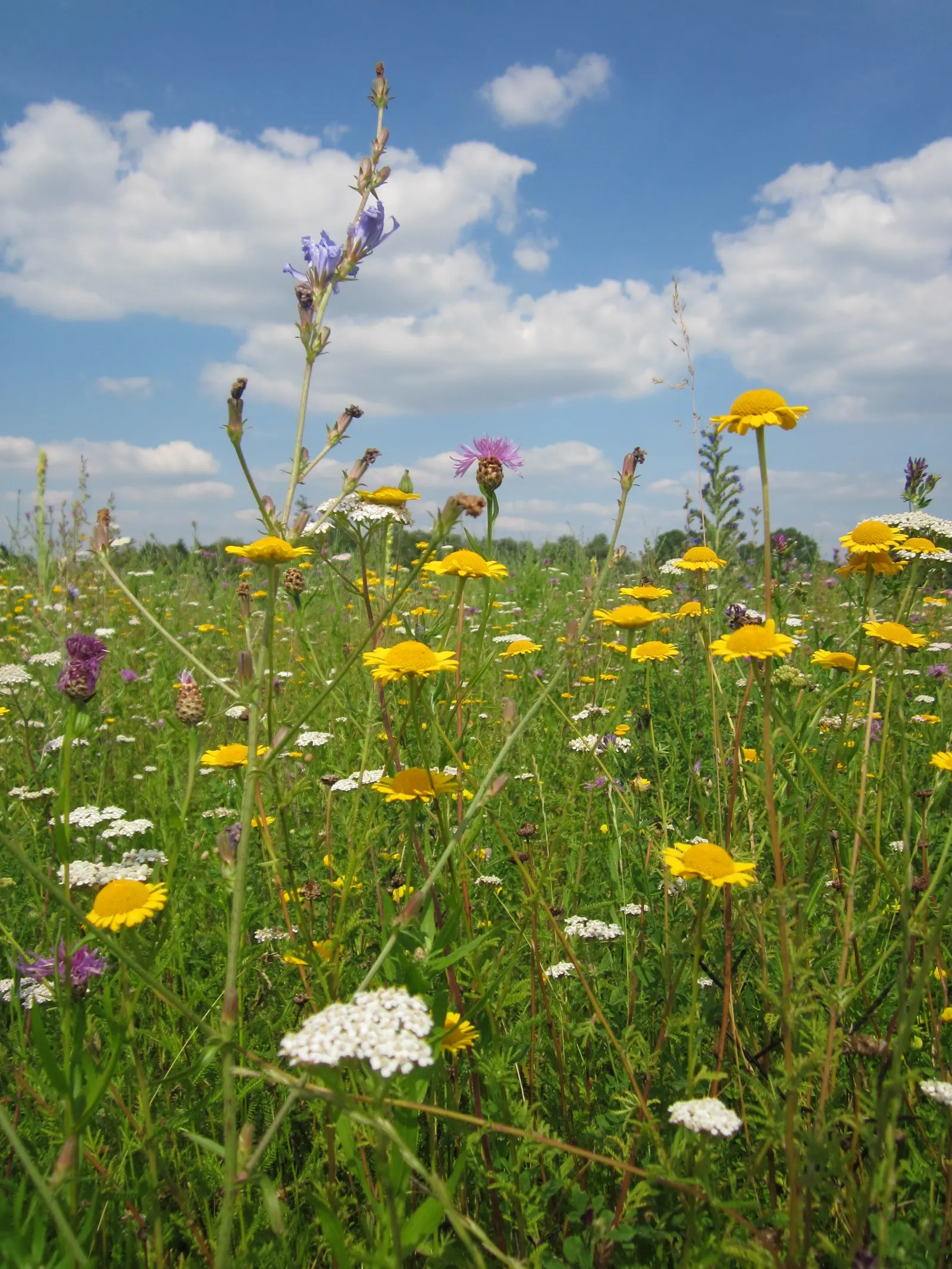 Golden Marguerite (Anthemis Tinctoria) — deadheading is recommended; this species typically reaches a mature height of 18 to 36 inches with a, image 53