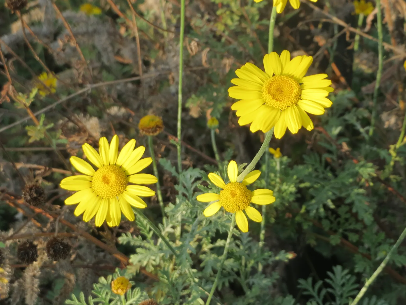 Golden Marguerite (Anthemis Tinctoria) — the Golden Marguerite will reward the landscape with a long-lasting display of vivacious charm; its, image 130