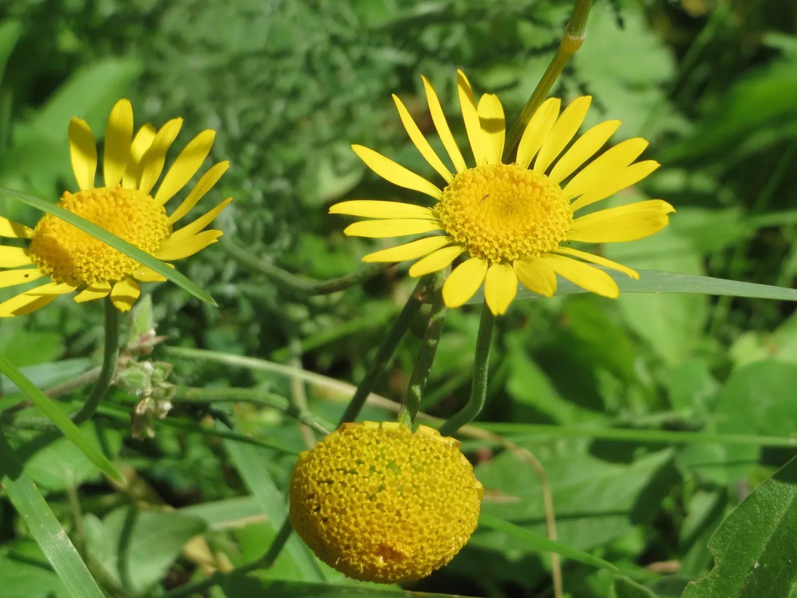 Golden Marguerite (Anthemis Tinctoria) — the Golden Marguerite will reward the landscape with a long-lasting display of vivacious charm; its, image 54