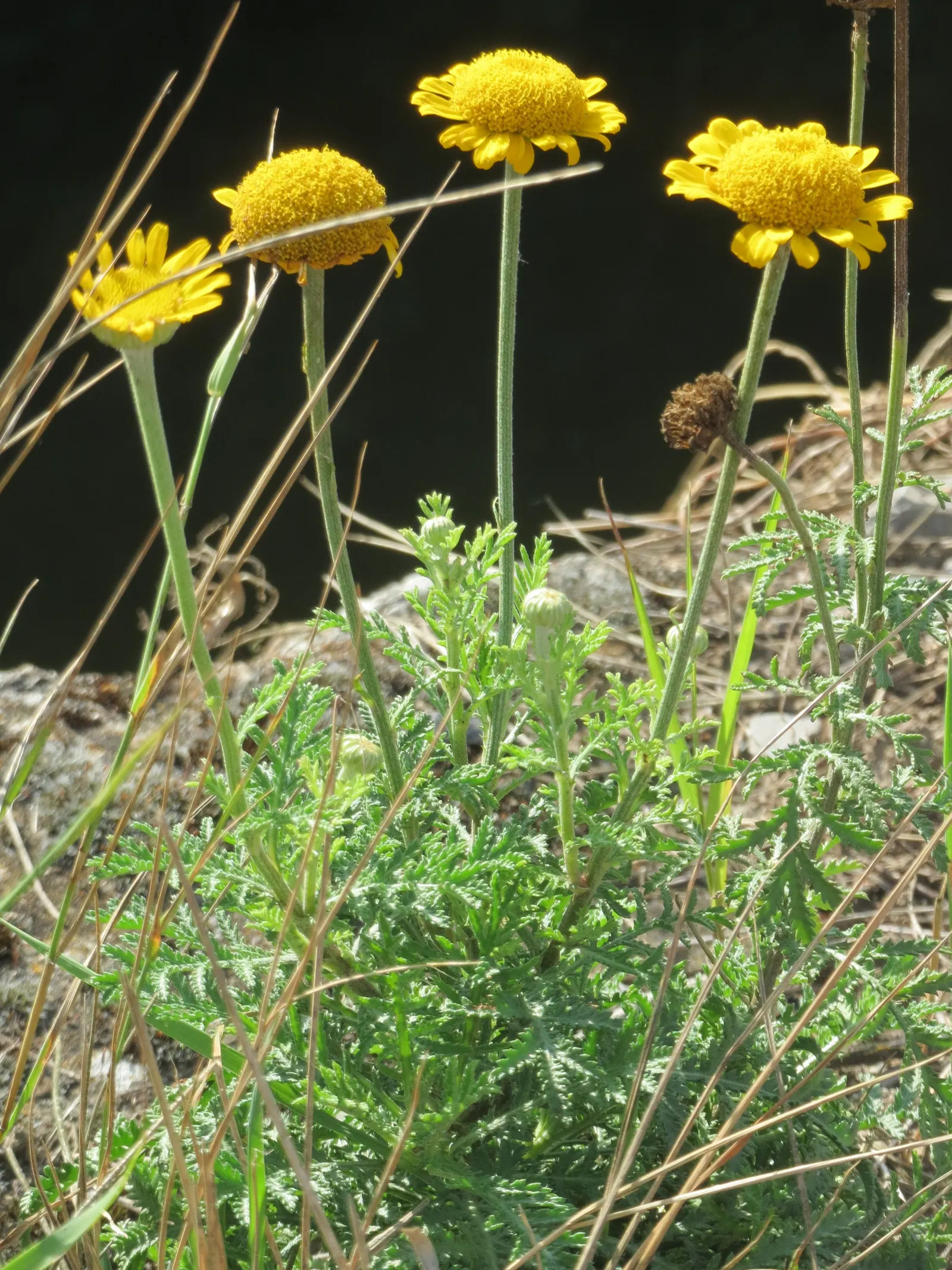 Golden Marguerite (Anthemis Tinctoria) — Ideal for borders, its flowering season spans from early summer to fall; it prefers well-drained soil of average