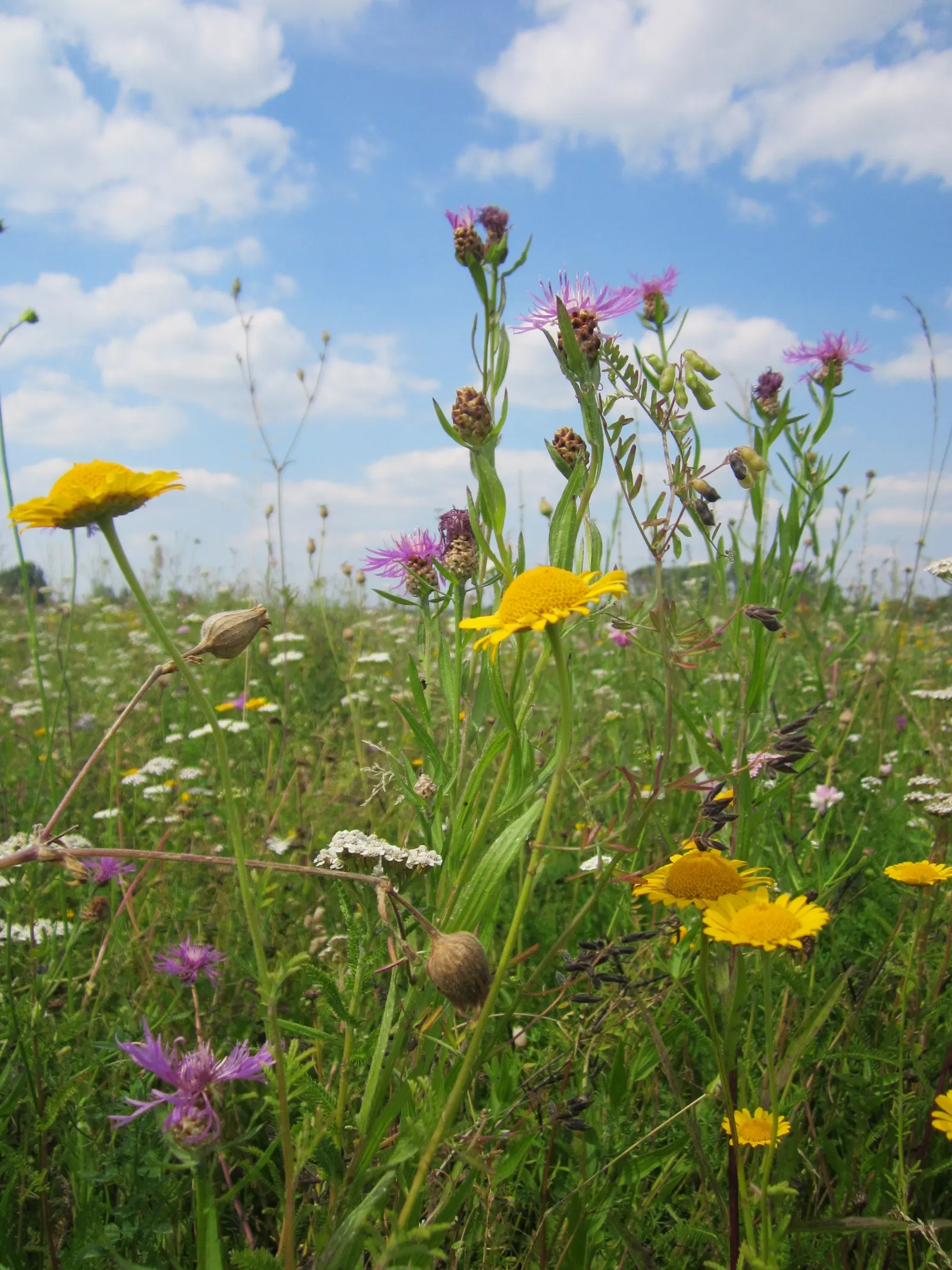 Golden Marguerite (Anthemis Tinctoria) — its blossoms are a magnet for beneficial pollinators such as bees and butterflies; perennial for full or half