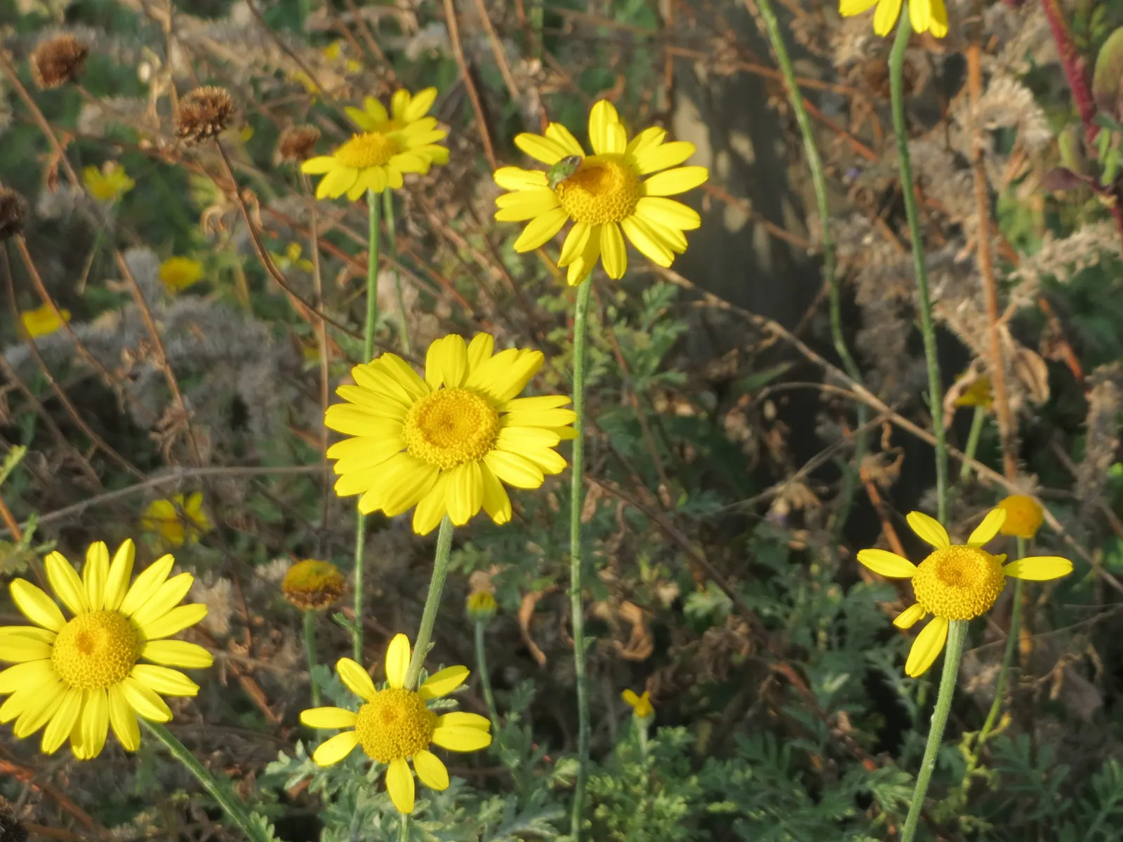Golden Marguerite (Anthemis Tinctoria) — create a sea of warm color atop a dense mound of ferny green foliage, image 29