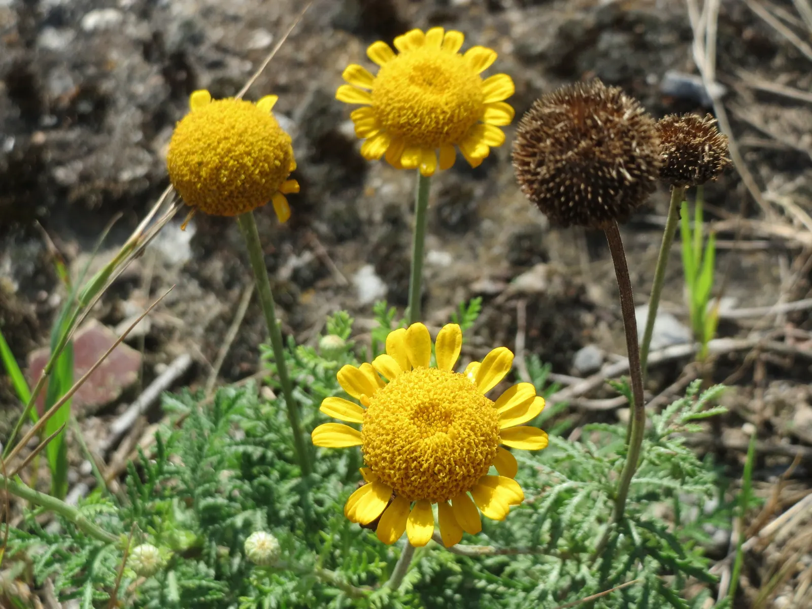 Golden Marguerite (Anthemis Tinctoria) — Drought tolerance and minimal maintenance make it a practical choice for vibrant, hassle-free landscapes, image 117