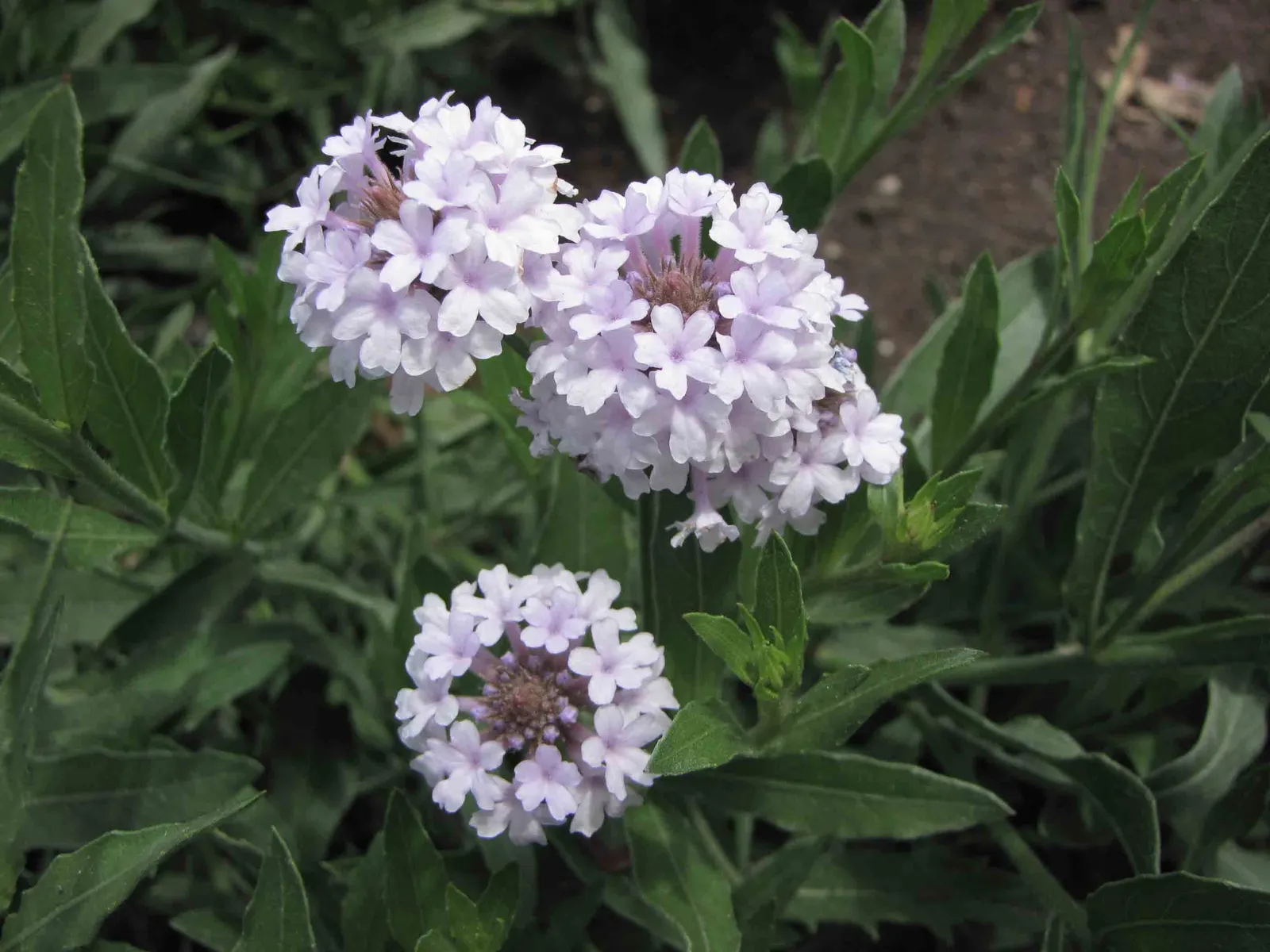 Cedros Island Verbena (Verbena Lilacina) — The Cedros Island Verbena (Verbena lilacina) is a perennial shrub